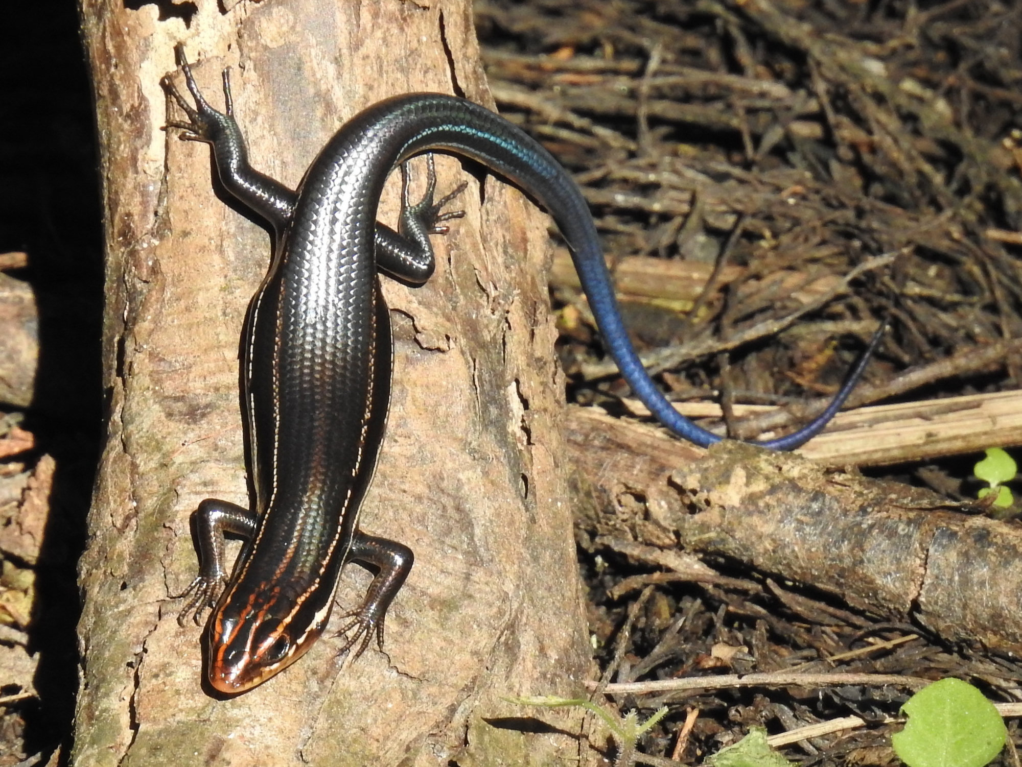 A young southeastern five-lined skink on a tree stump, glossy black with pale stripes and a blue tail.