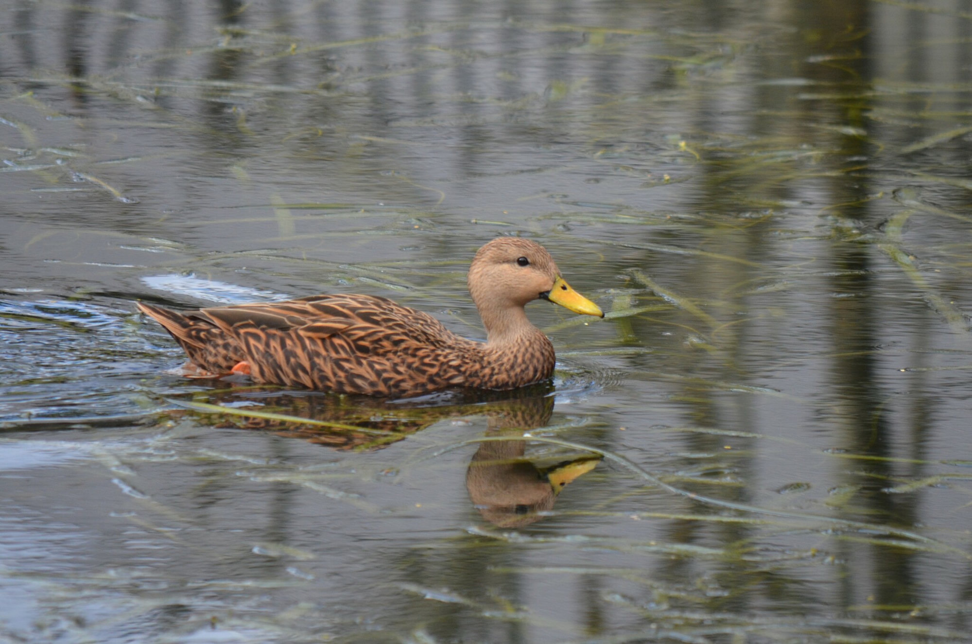 A mottled duck swimming among reeds, its warm brown, buff-edged feathers and yellow bill reflected in still water.
