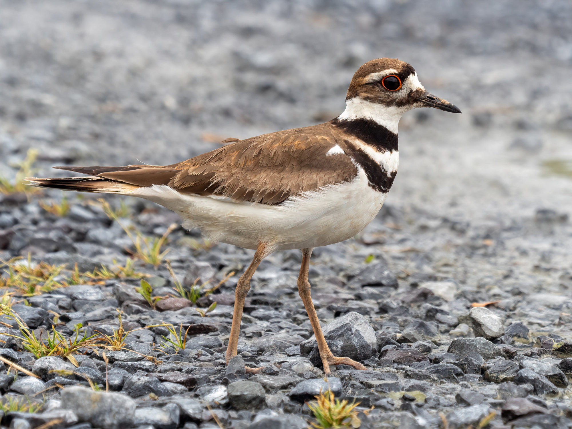 A killdeer walking on gravel, its two black breast bands, brown back and red eye-ring sharp.