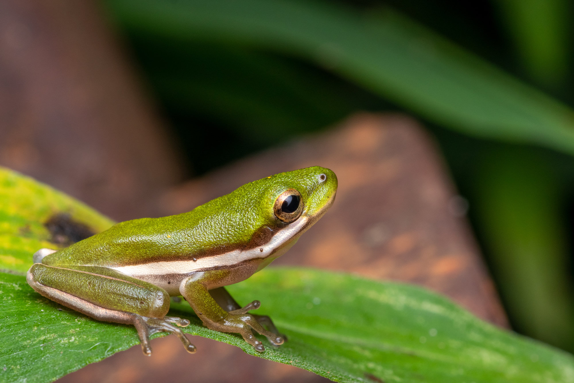 A green treefrog sitting on a leaf, bright green with a clean white stripe along its side and golden eyes.