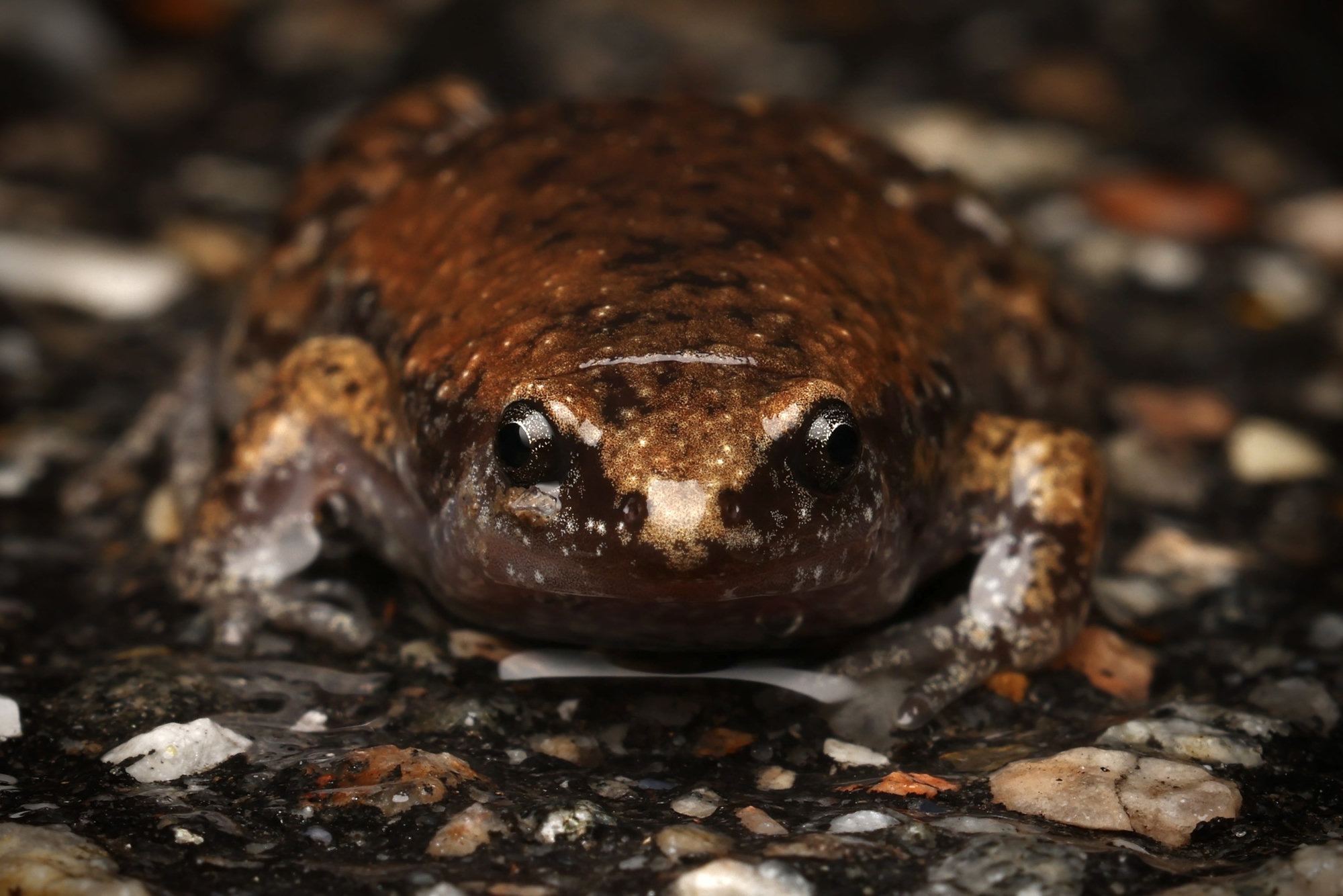 An eastern narrow-mouthed toad facing the camera, small, plump and brown, with a pointed snout and a fold of skin behind its eyes.