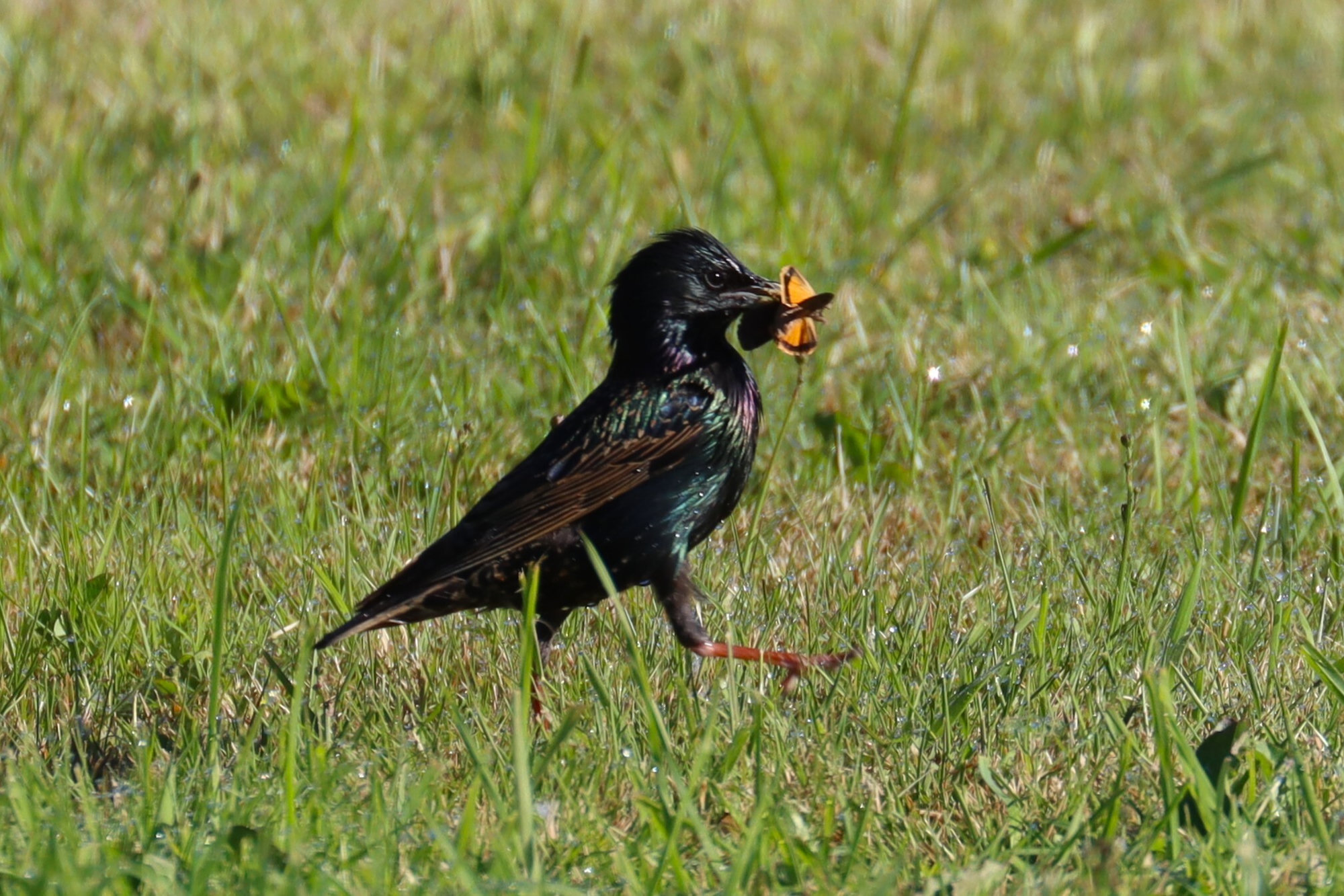 A European starling in breeding plumage walking over grass with food in its bill, glossy black with purple and green iridescence and a yellow bill.