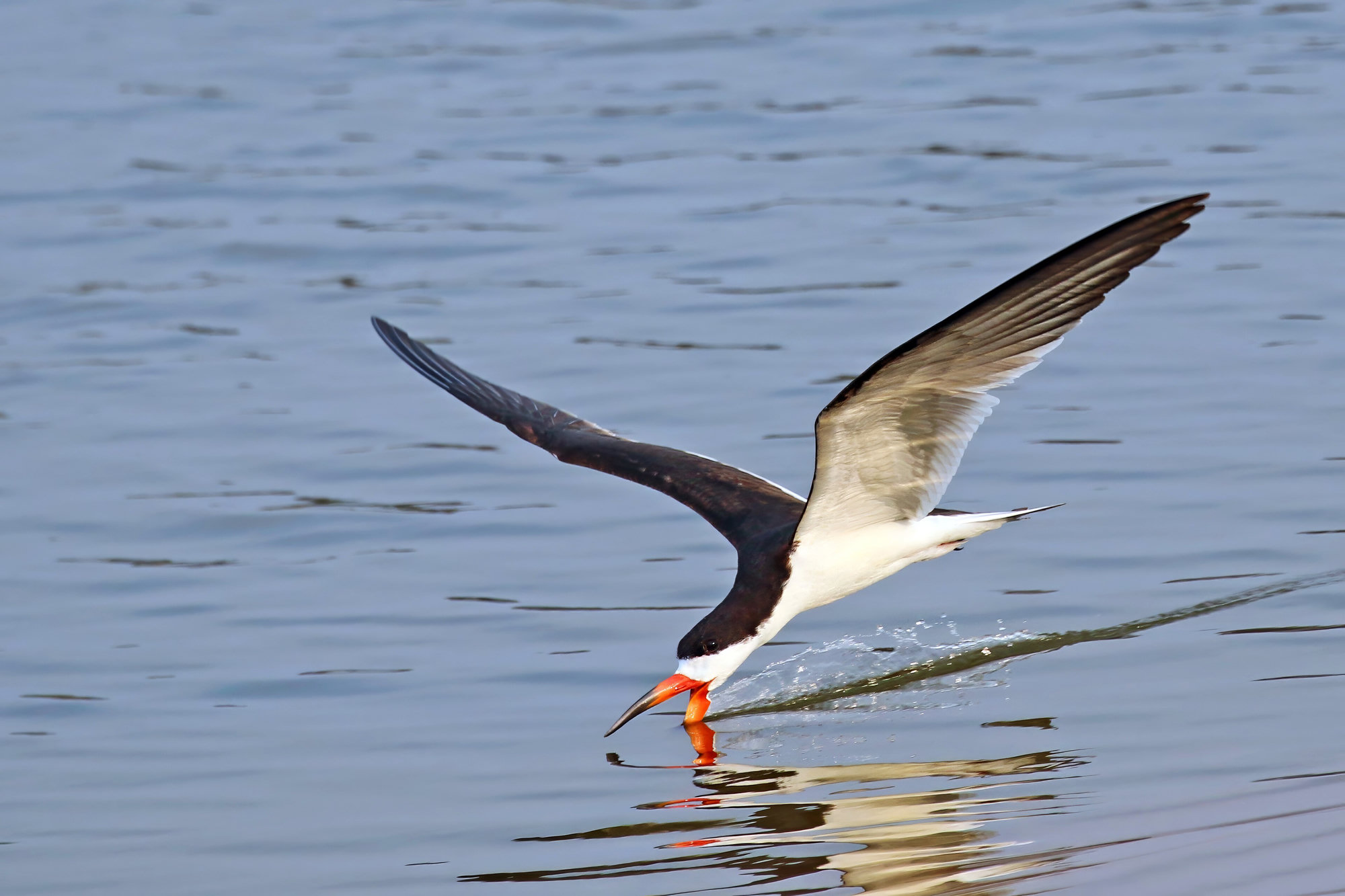A black skimmer flying low over water with its long red-and-black lower bill slicing the surface.