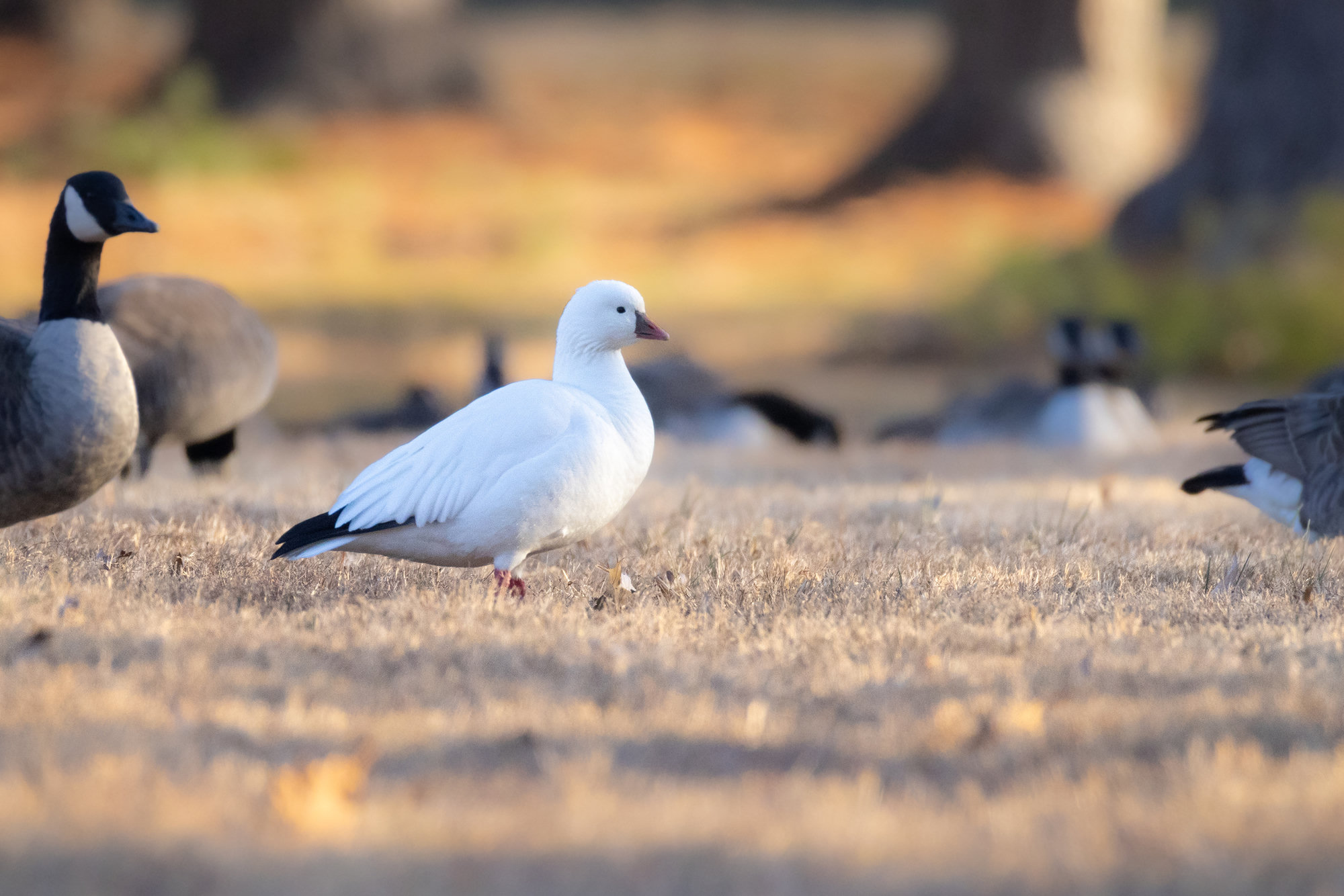 A Ross's goose walking on winter grass in low golden light, with Canada geese blurred around it.