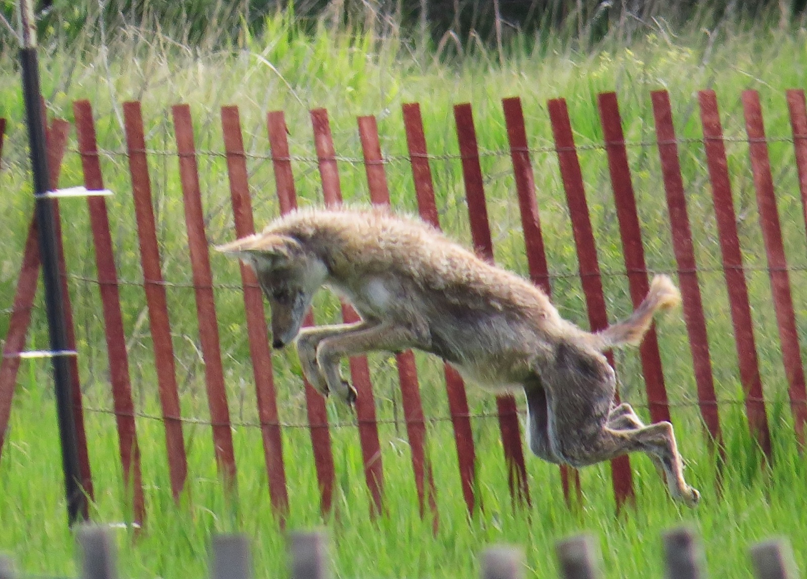 A coyote leaping mid-pounce beside a wire fence, its tail bare and its hindquarters thinly furred from mange.