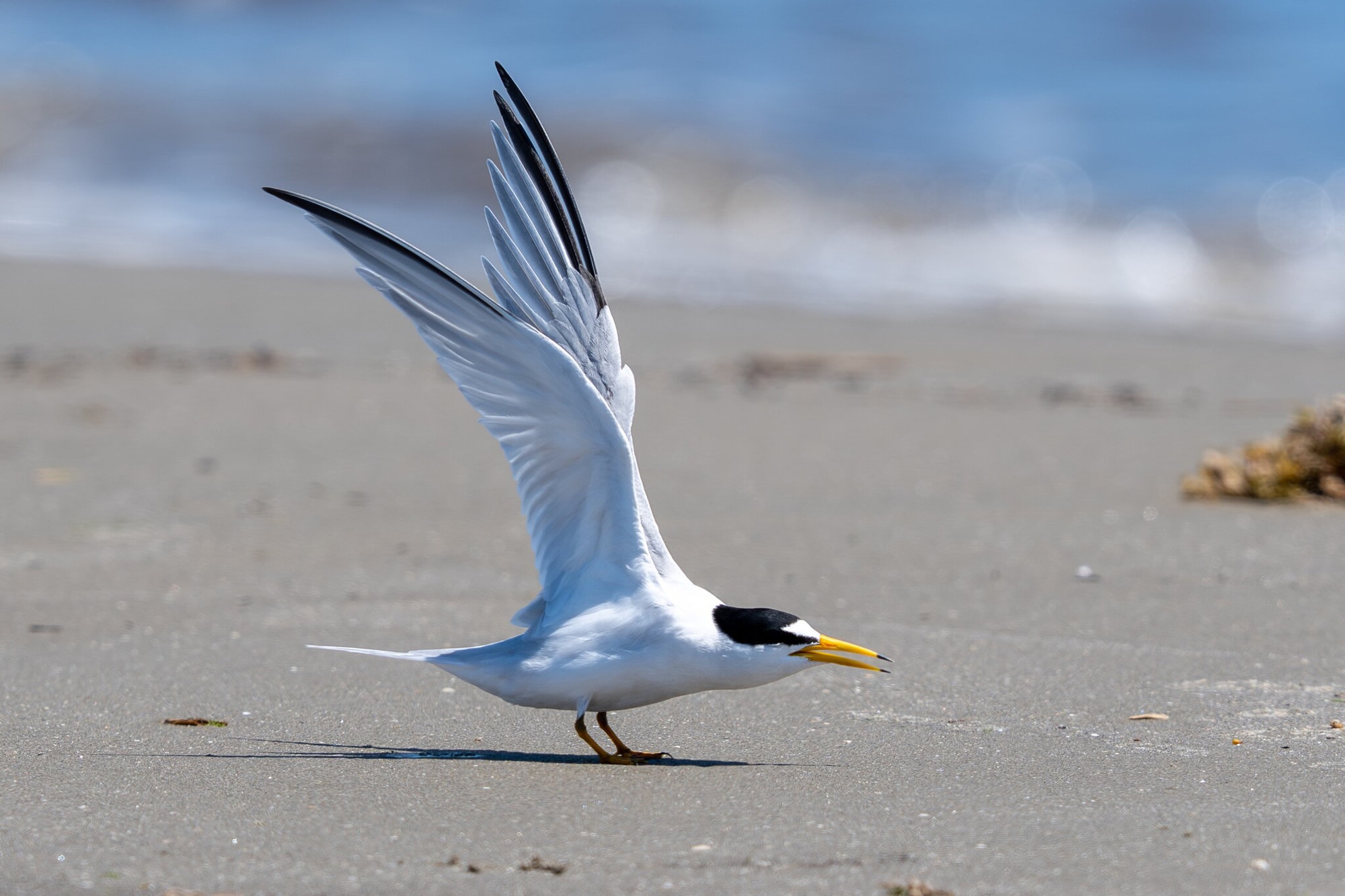 A least tern standing on a beach with its wings raised high, its black cap, white forehead and yellow bill bright.