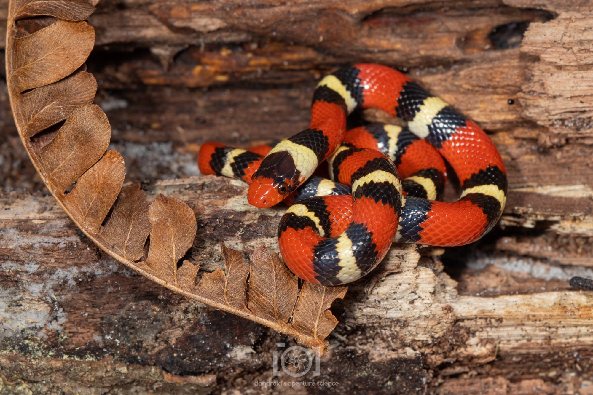 A scarlet kingsnake coiled on rotting wood, banded in red, black and pale yellow, with a red snout.