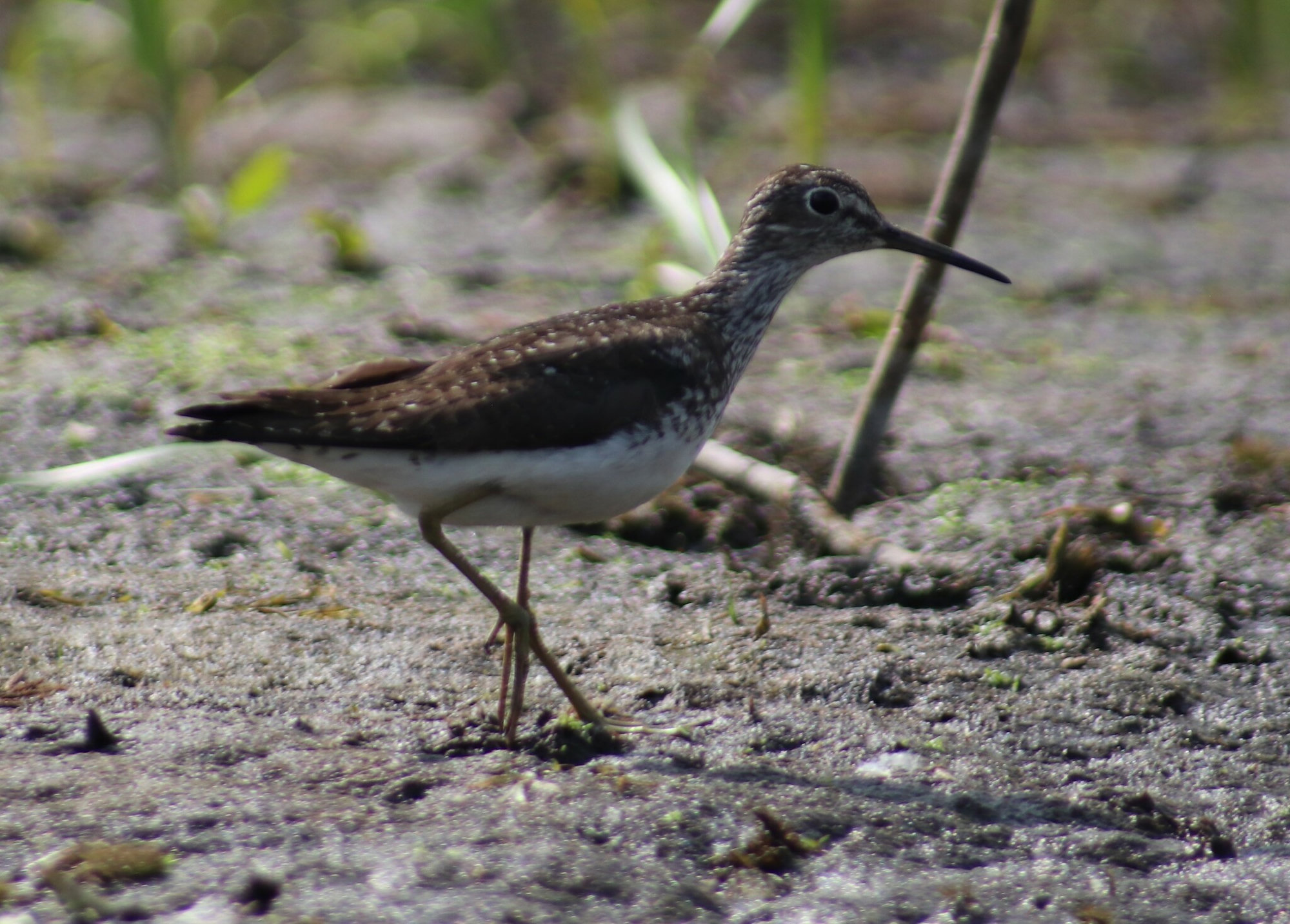 A solitary sandpiper walking across mud, its dark, finely spotted back, white eye-ring and greenish legs in profile.