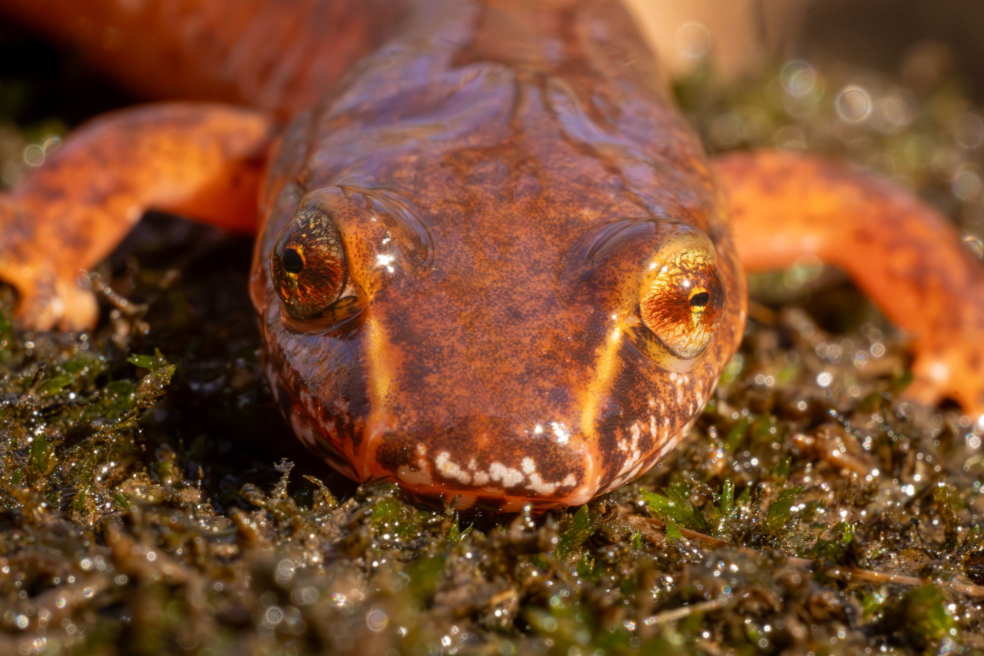 A spring salamander in Georgia seen head-on on moss, salmon-orange with a pale line from each eye to the snout.