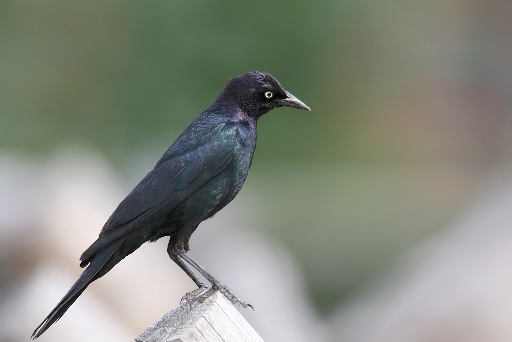 A male Brewer's blackbird perched on a post, glossy black with a purple sheen on the head, a green sheen on the body and a pale yellow eye.