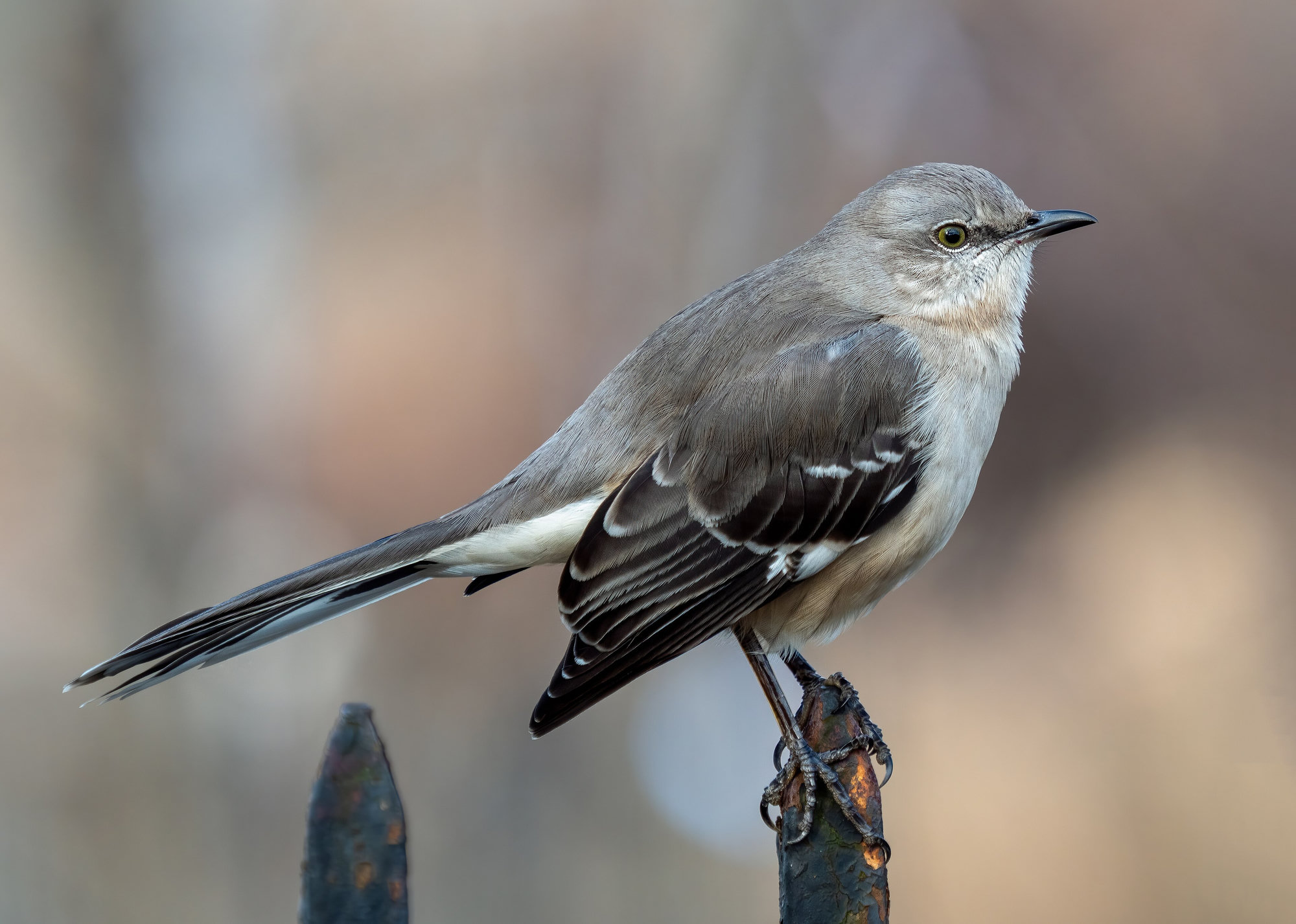 A northern mockingbird perched on a fence post, grey above and pale below, with white patches on its dark wings and a long tail edged in white.