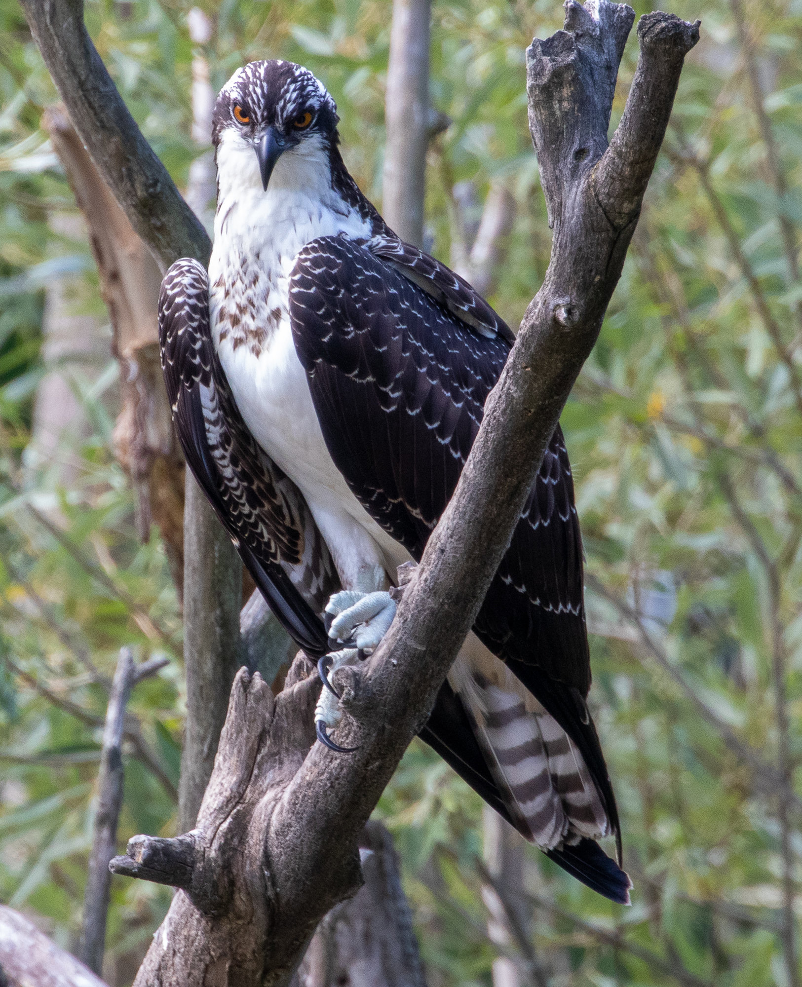 An osprey perched in a bare tree, dark brown above and white below, with a white head crossed by a dark stripe through the eye.