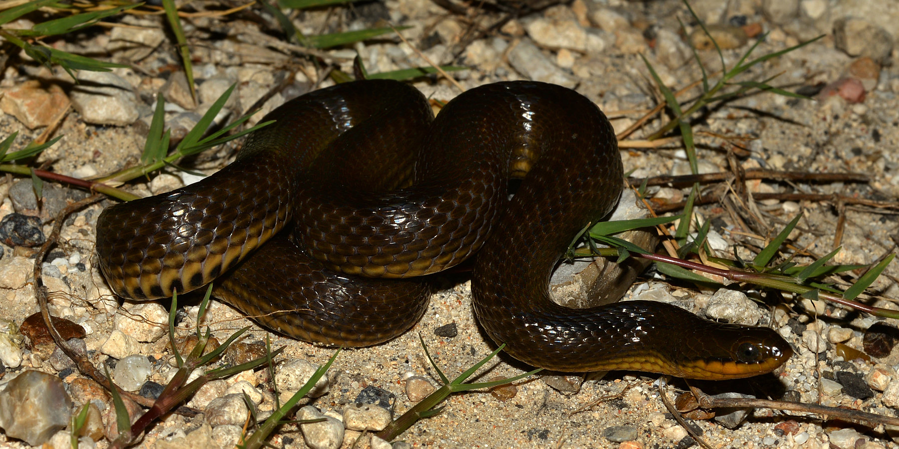 A glossy swampsnake coiled on sandy ground, shiny olive-brown with faint dark stripes along its sides.