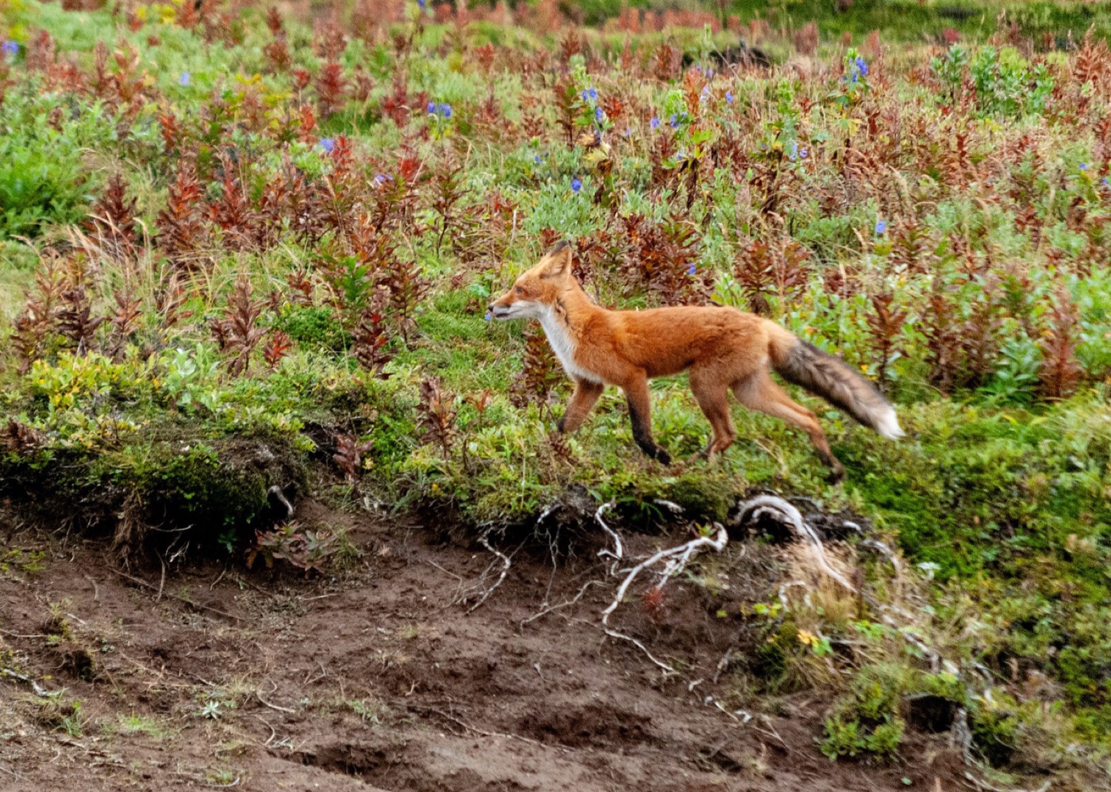A red fox trotting across low scrub in profile, with black legs and a white-tipped brush.