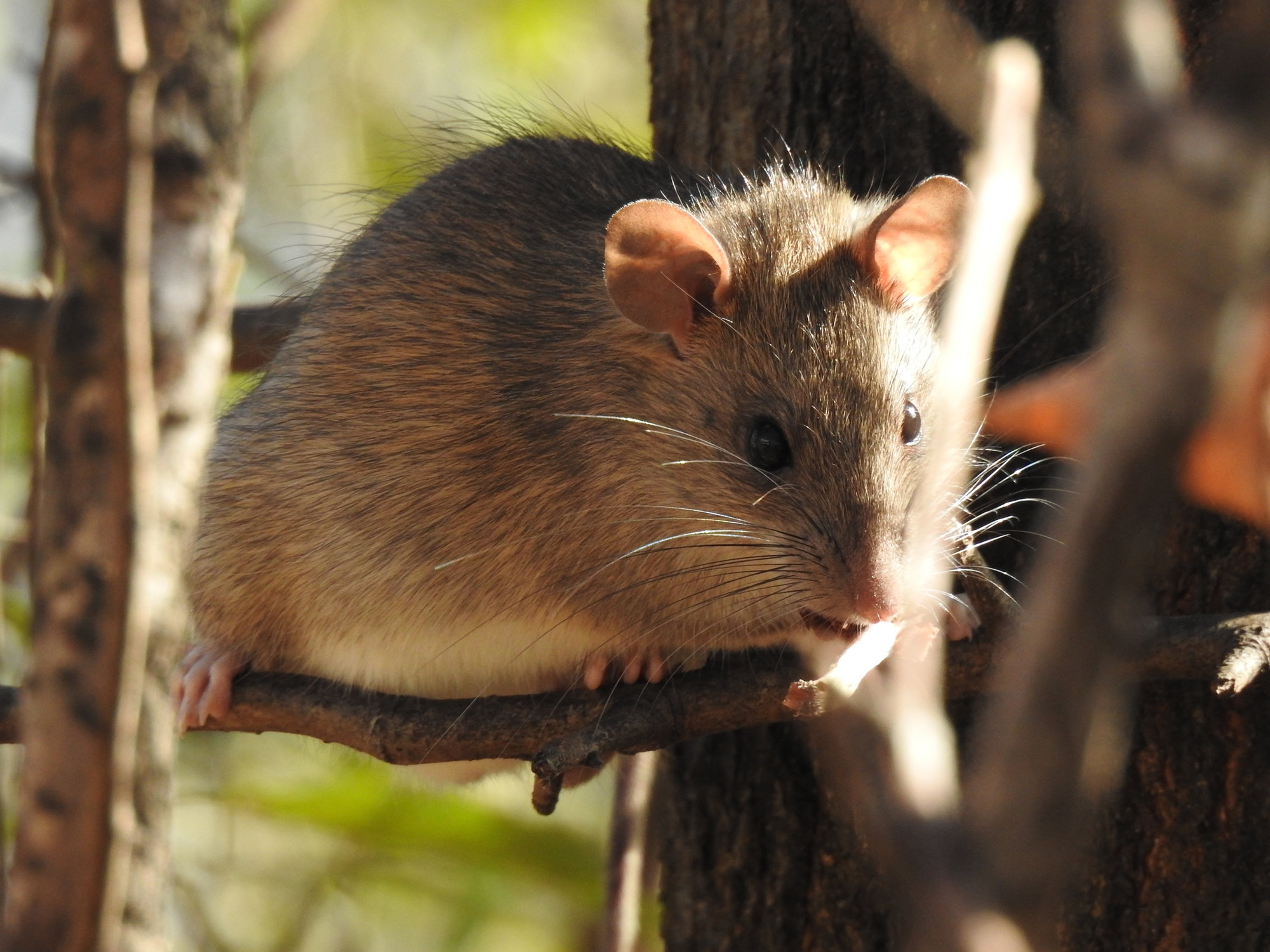 A brown-coated black rat perched on a thin tree branch, its large ears and long whiskers showing.