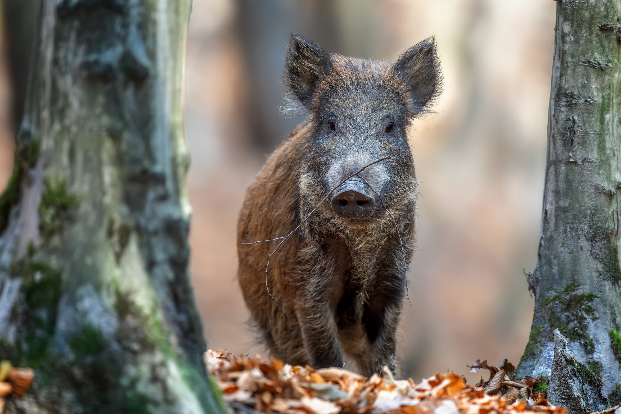 A bristly brown wild pig standing between two tree trunks in autumn woodland, facing the camera.