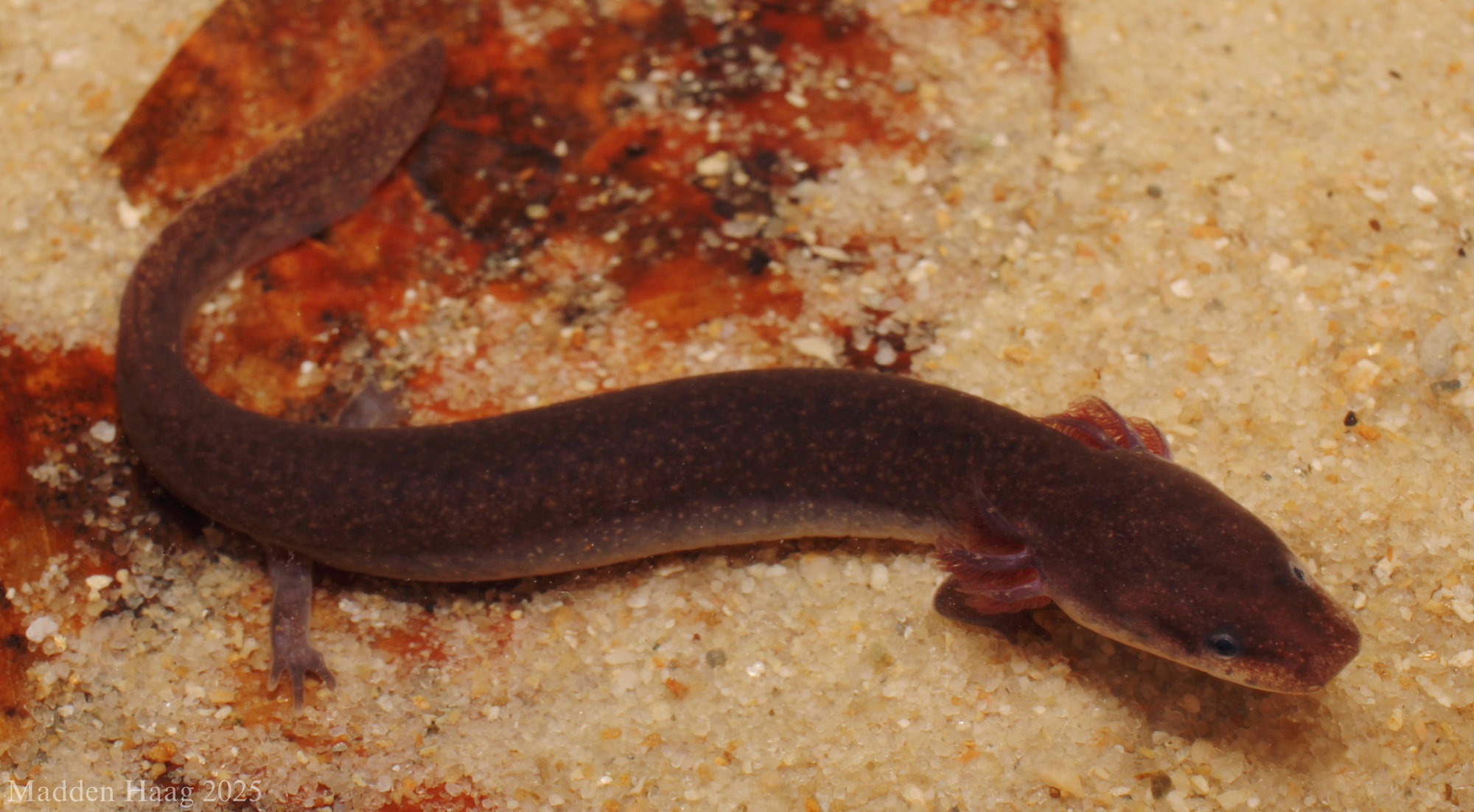 A dwarf waterdog on sand beside a red leaf, plain reddish-brown, with small bushy gills behind its head.