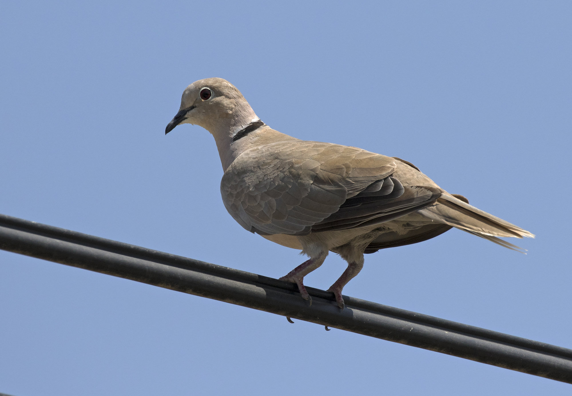 A pale sandy Eurasian collared-dove perched on a wire against blue sky, the black half-collar on its neck plain to see.