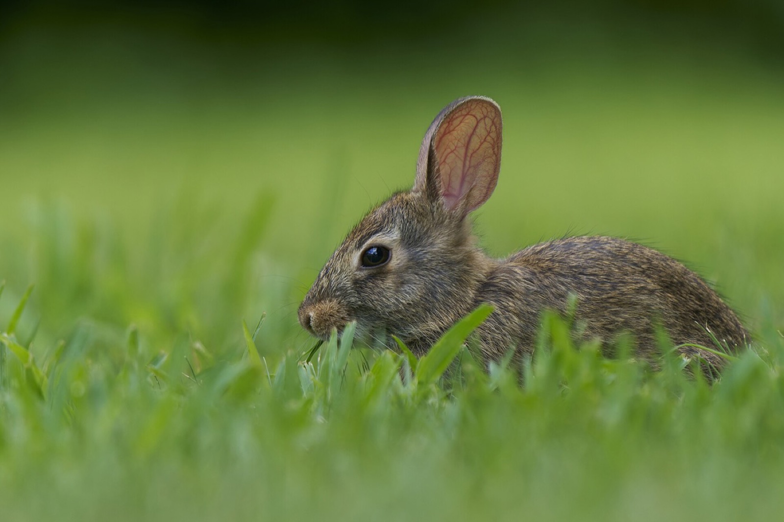 A young eastern cottontail feeding in mown grass at eye level, fully furred with open eyes and ears upright.