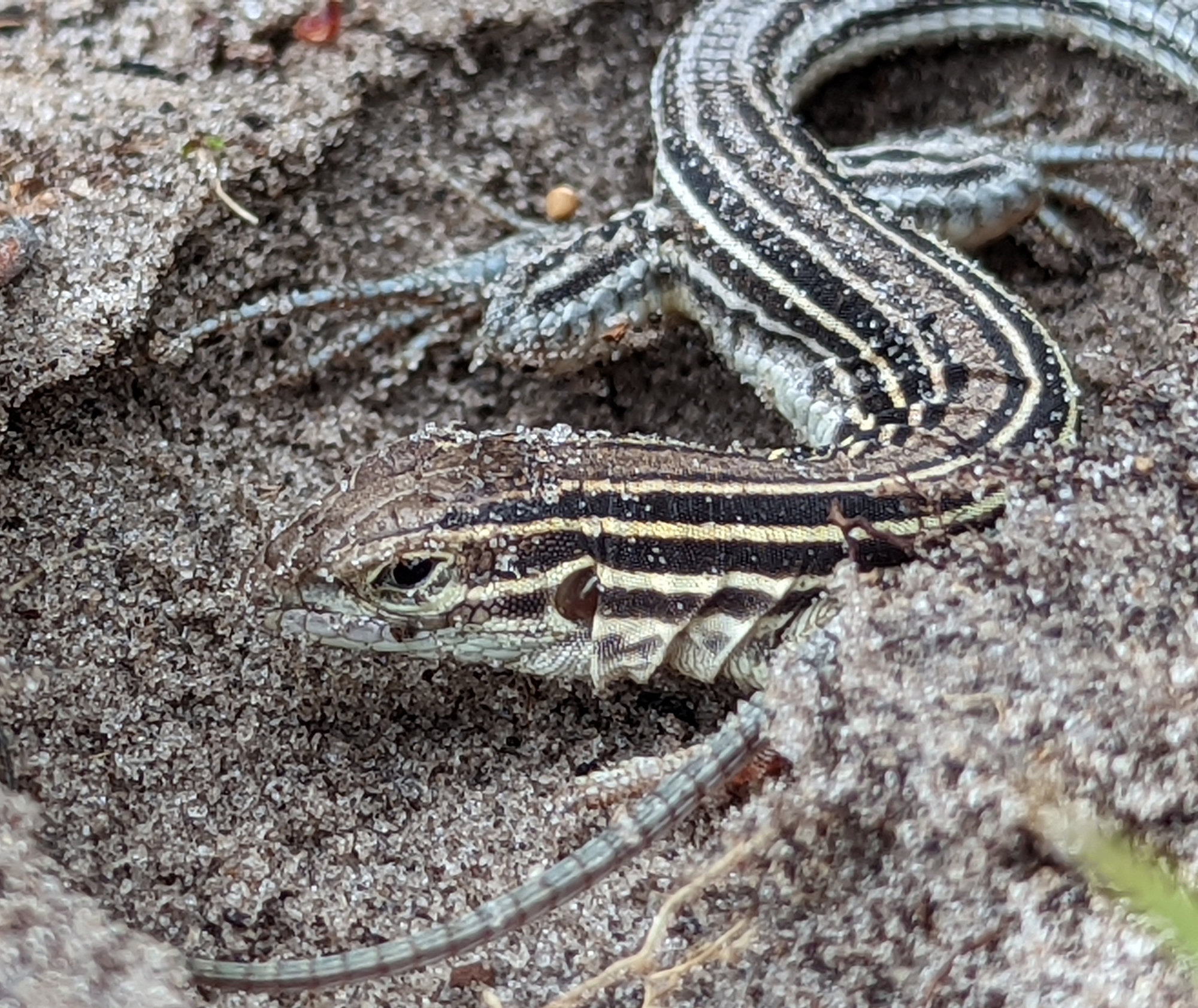 A six-lined racerunner on pale sand, dark brown with six light stripes running from its head along its body.