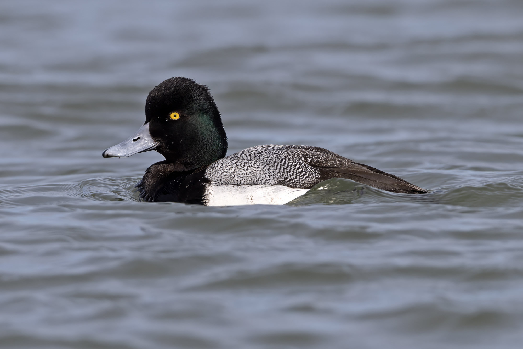 A male lesser scaup swimming on grey water, his peaked dark head, yellow eye and finely barred grey back in profile.
