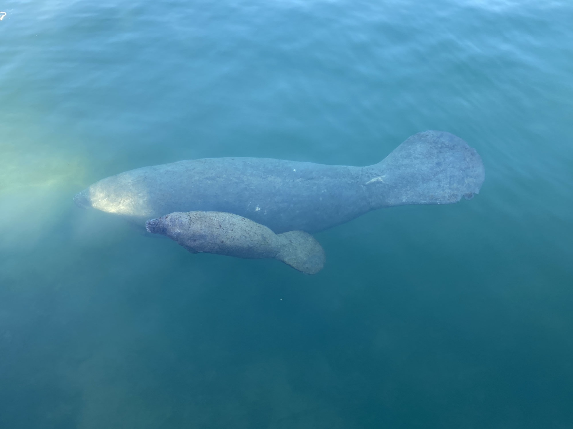 A West Indian manatee swimming in clear blue-green water with her calf close beside her.