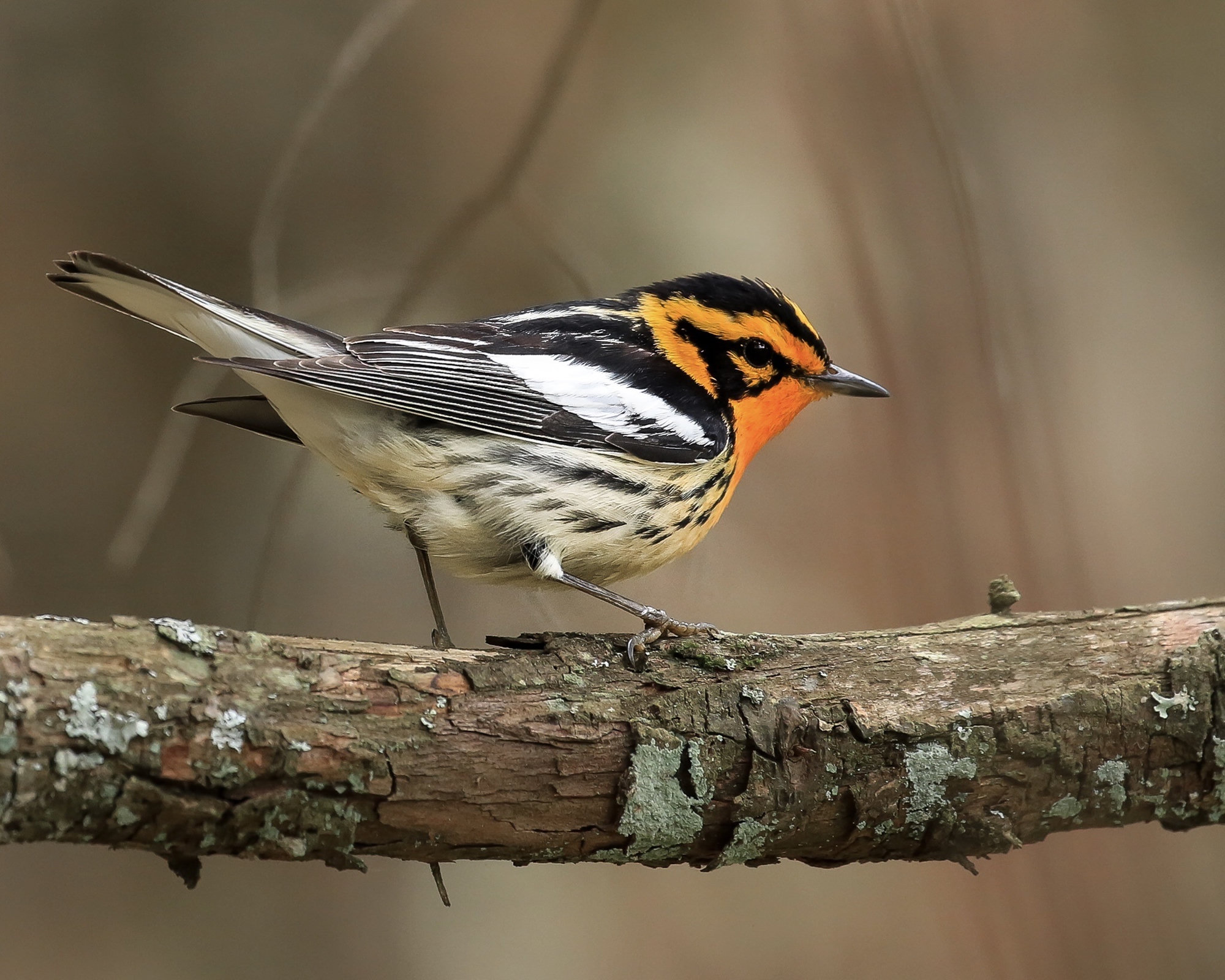 A male Blackburnian warbler perched on a branch, black and white with a flaming orange throat and face and a black triangle through the eye.
