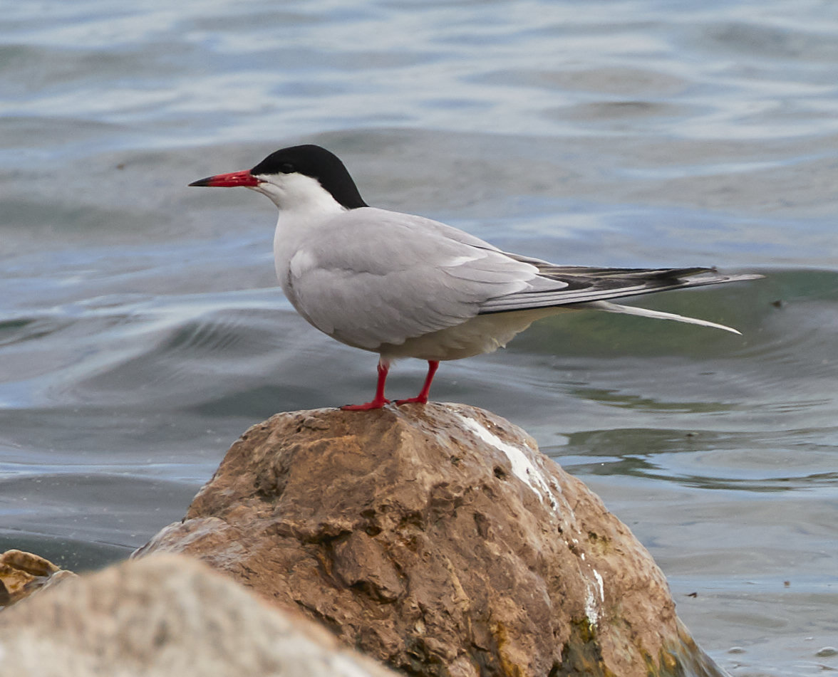 A common tern standing on a rock at the water's edge, its black cap, red-orange bill and red legs bright.