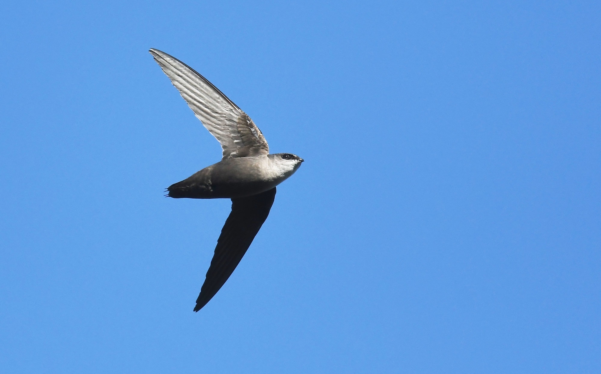 A chimney swift in flight against a clear blue sky, its long curved wings swept back and its short tail spread.
