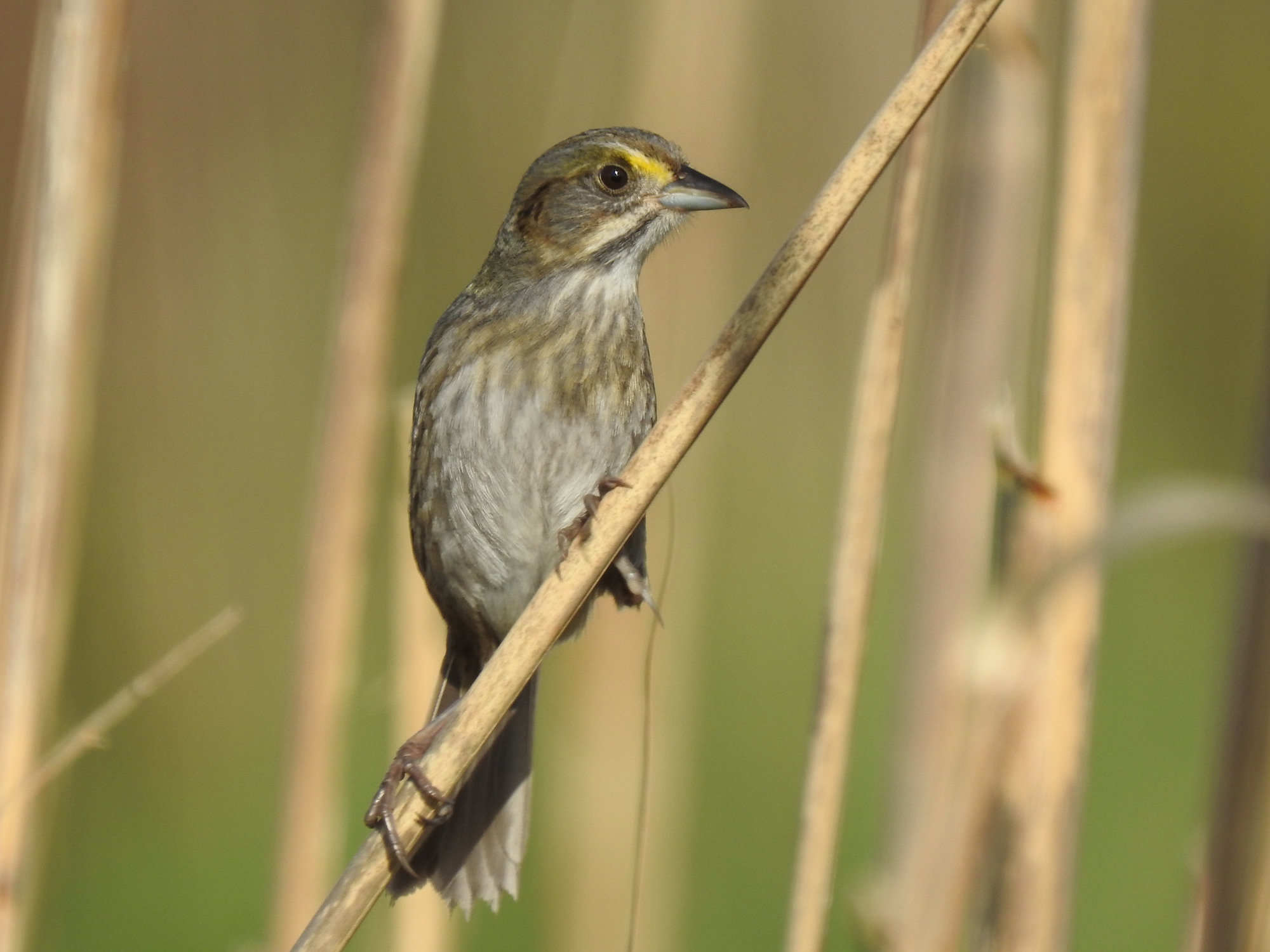 A seaside sparrow clinging to a marsh stem, a dark grey-olive sparrow with a yellow spot in front of the eye, a white throat and a long bill.