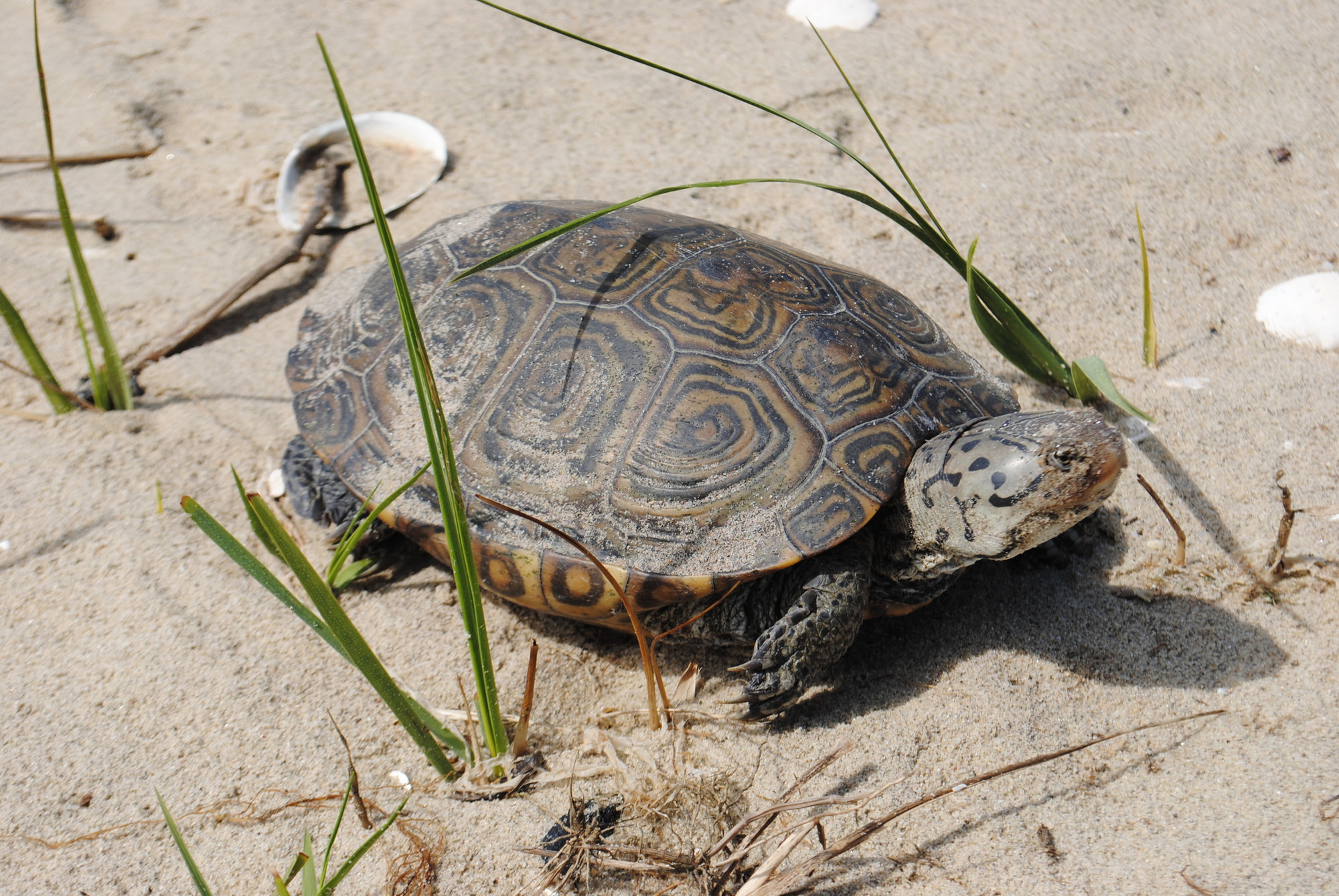 A diamondback terrapin walking on sand among beach grasses, its shell ridged with concentric rings and its grey skin speckled with dark spots.