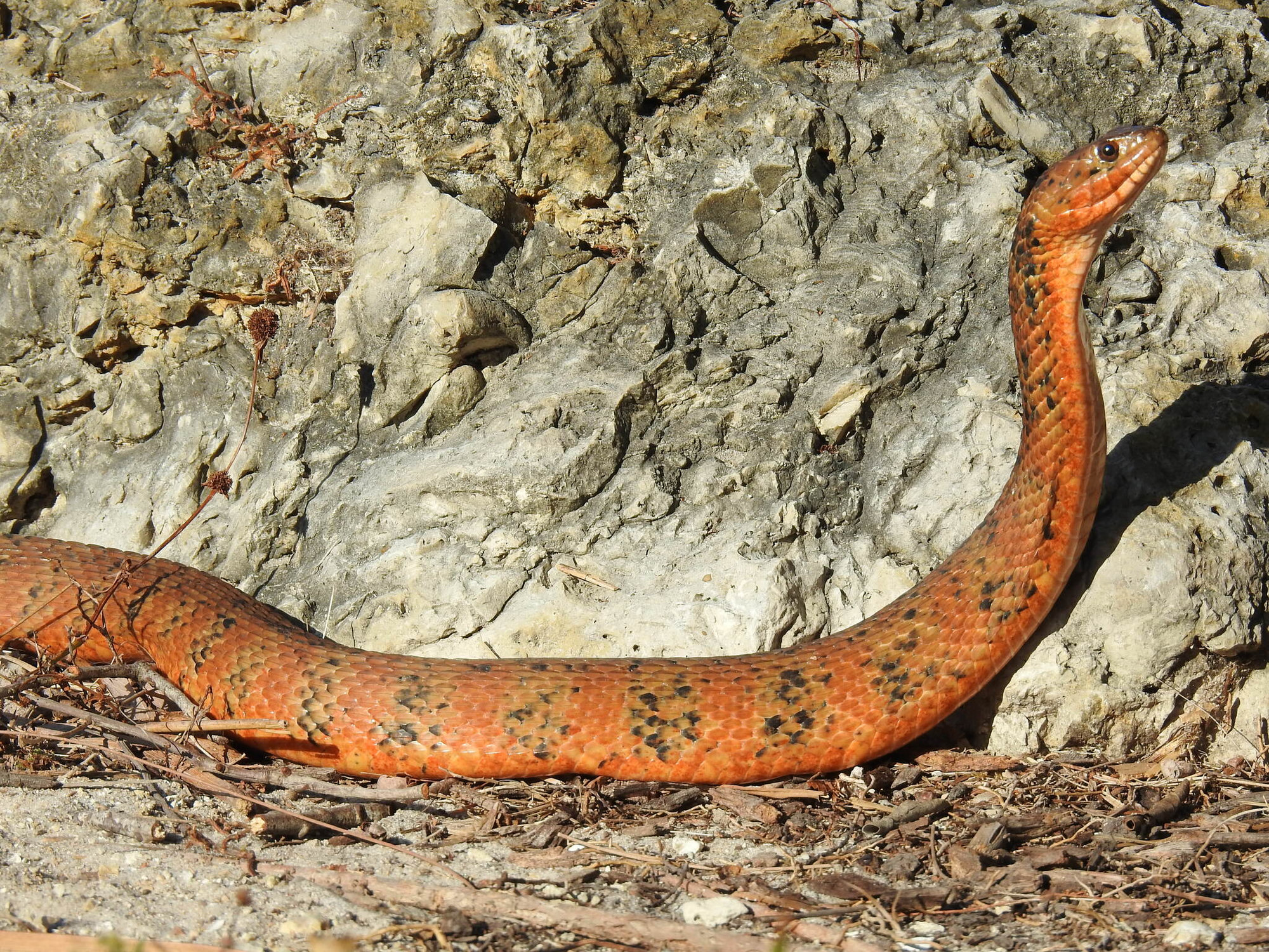 A banded watersnake, orange-red crossed by darker bands, raising its head beside a sunlit rock.