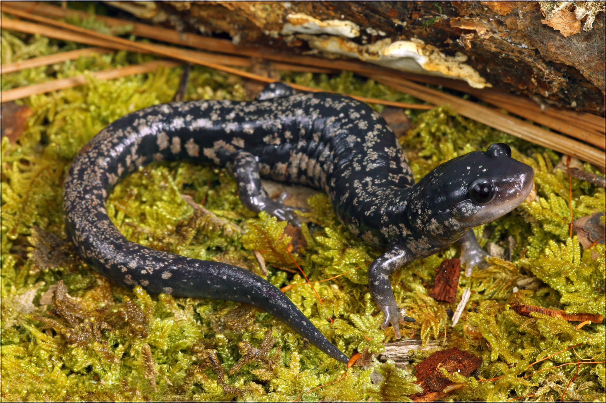 A Savannah slimy salamander on moss beside a log, black with many silvery-white spots.