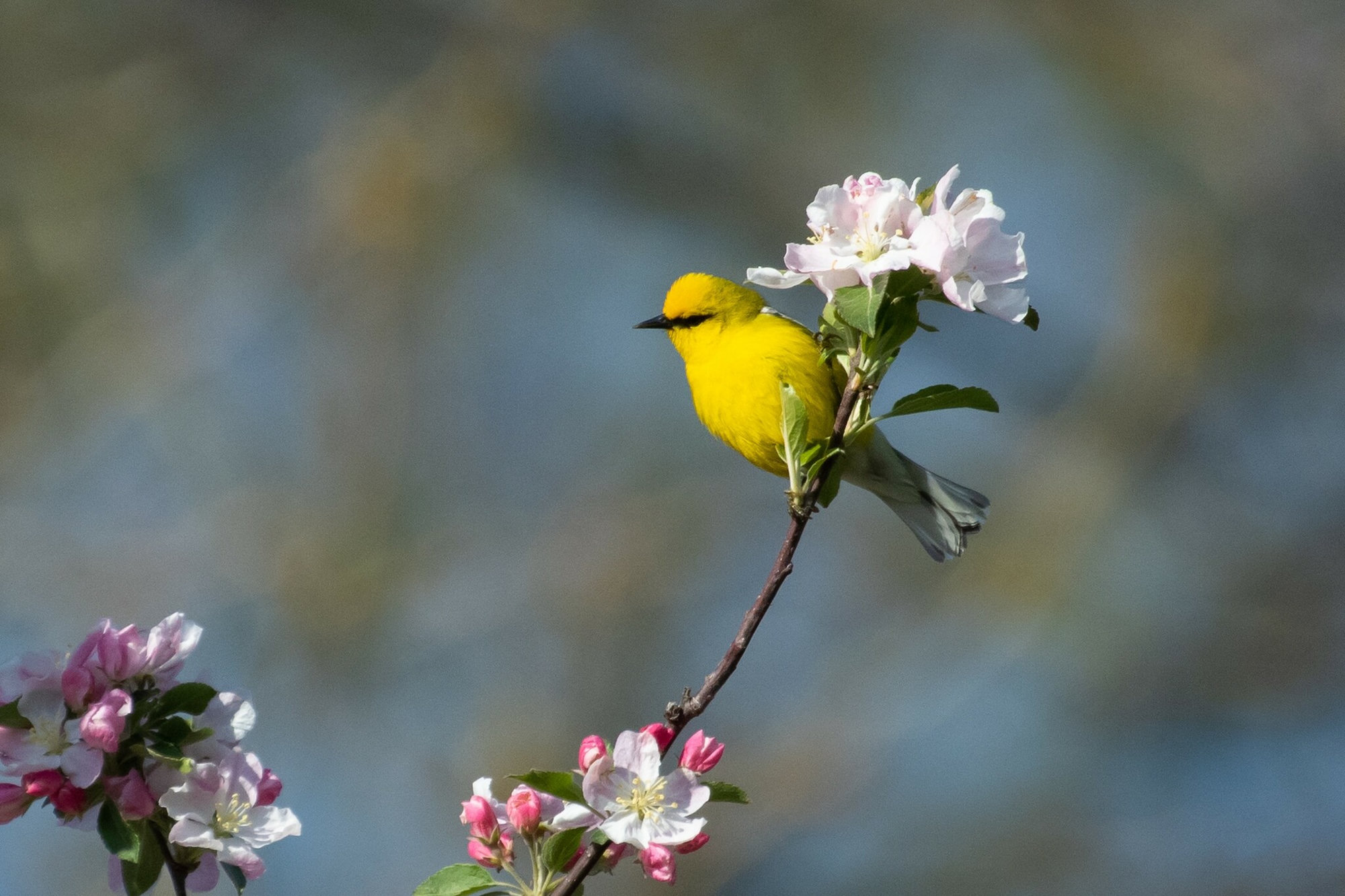 A blue-winged warbler perched on an apple-blossom twig, bright yellow with a thin black line through the eye and blue-grey wings with white bars.