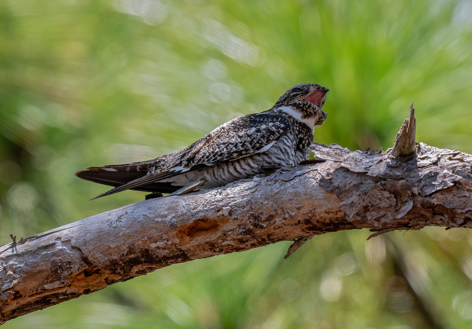 A common nighthawk resting lengthwise along a pine branch, its mottled grey-brown plumage matching the bark, a white throat patch showing.