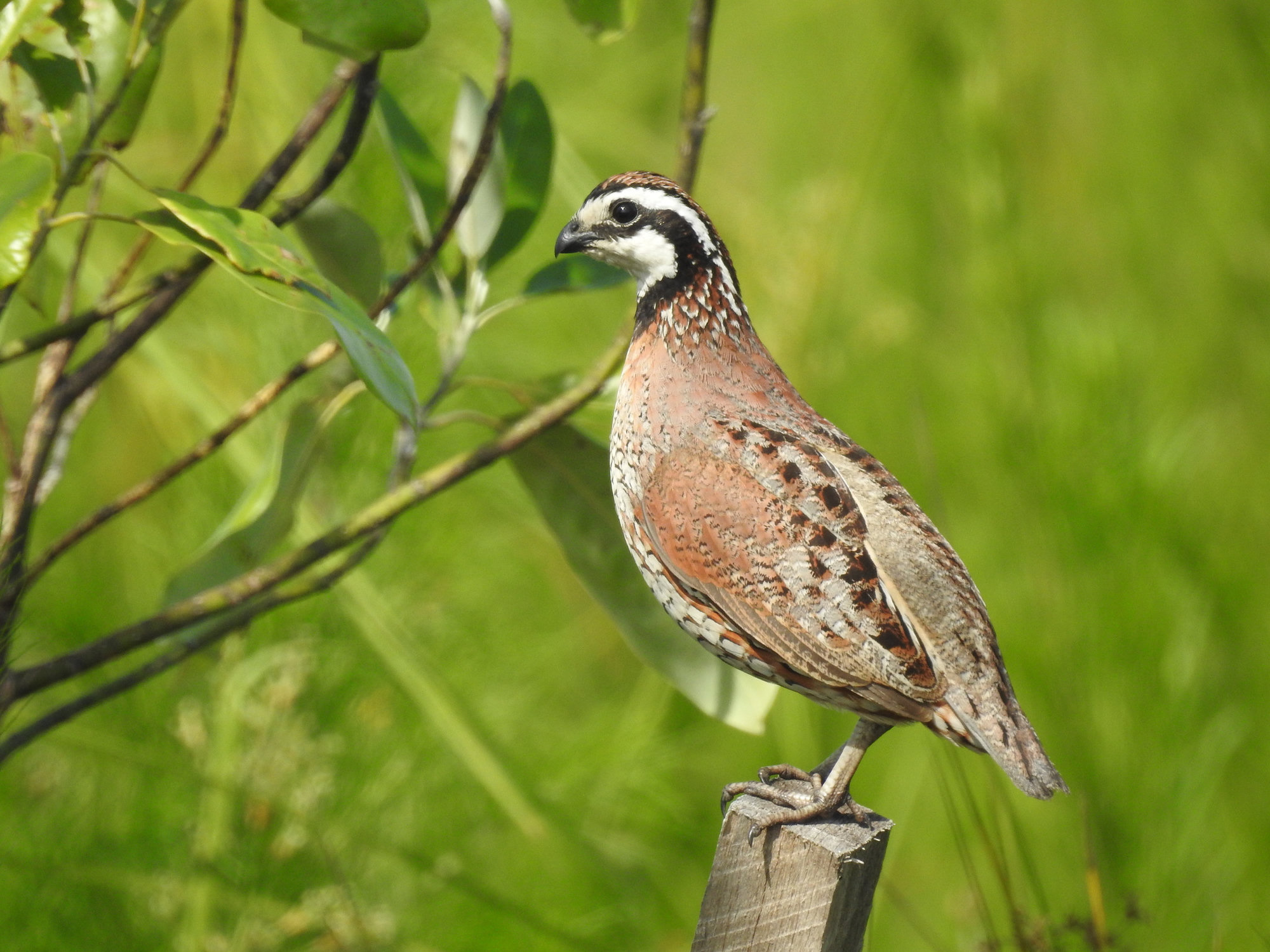 A male northern bobwhite standing on a fence post among green leaves, his white throat and eyebrow bold against a chestnut body.
