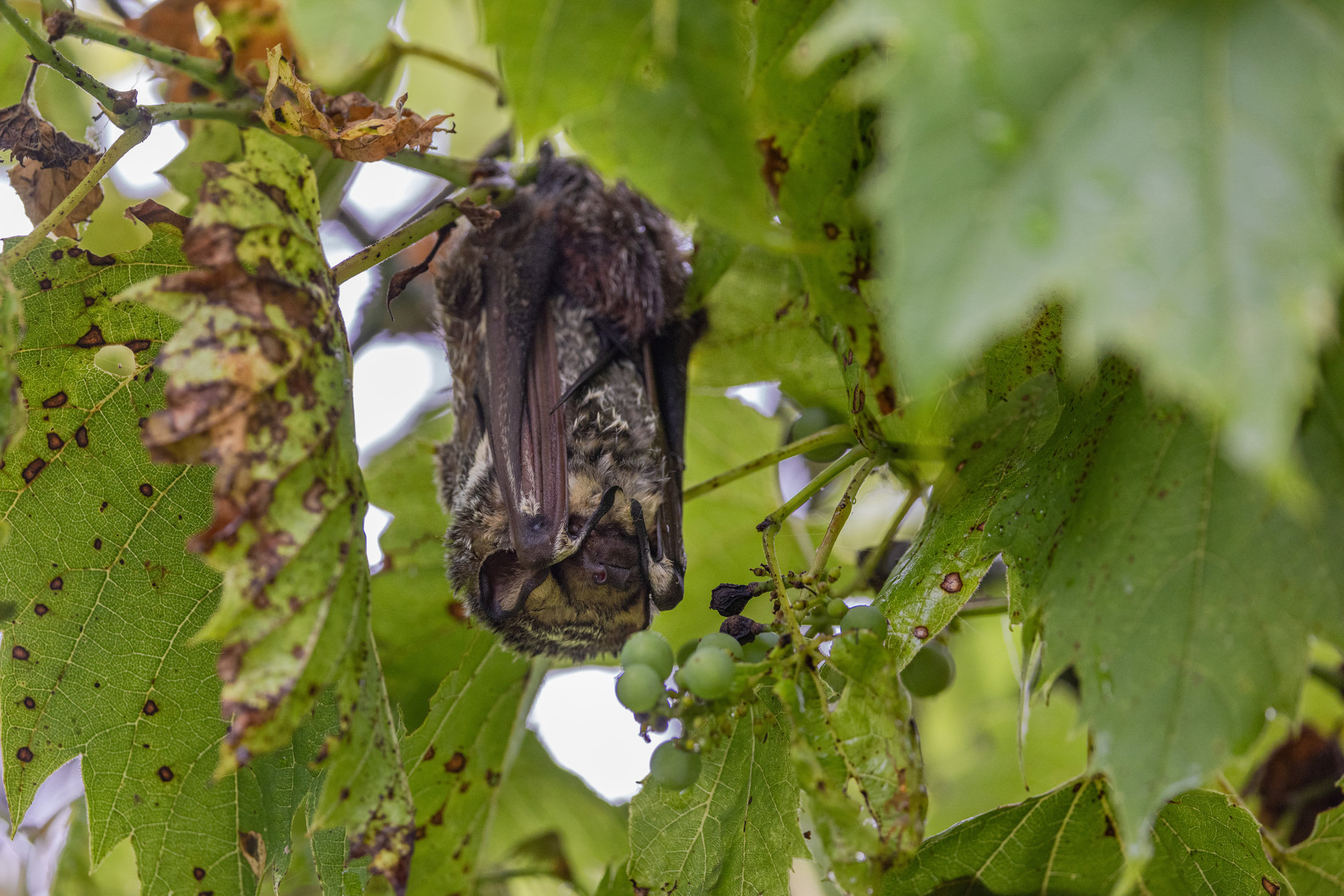 A hoary bat roosting among grape leaves and small green grapes, its frosted, silver-tipped fur visible.
