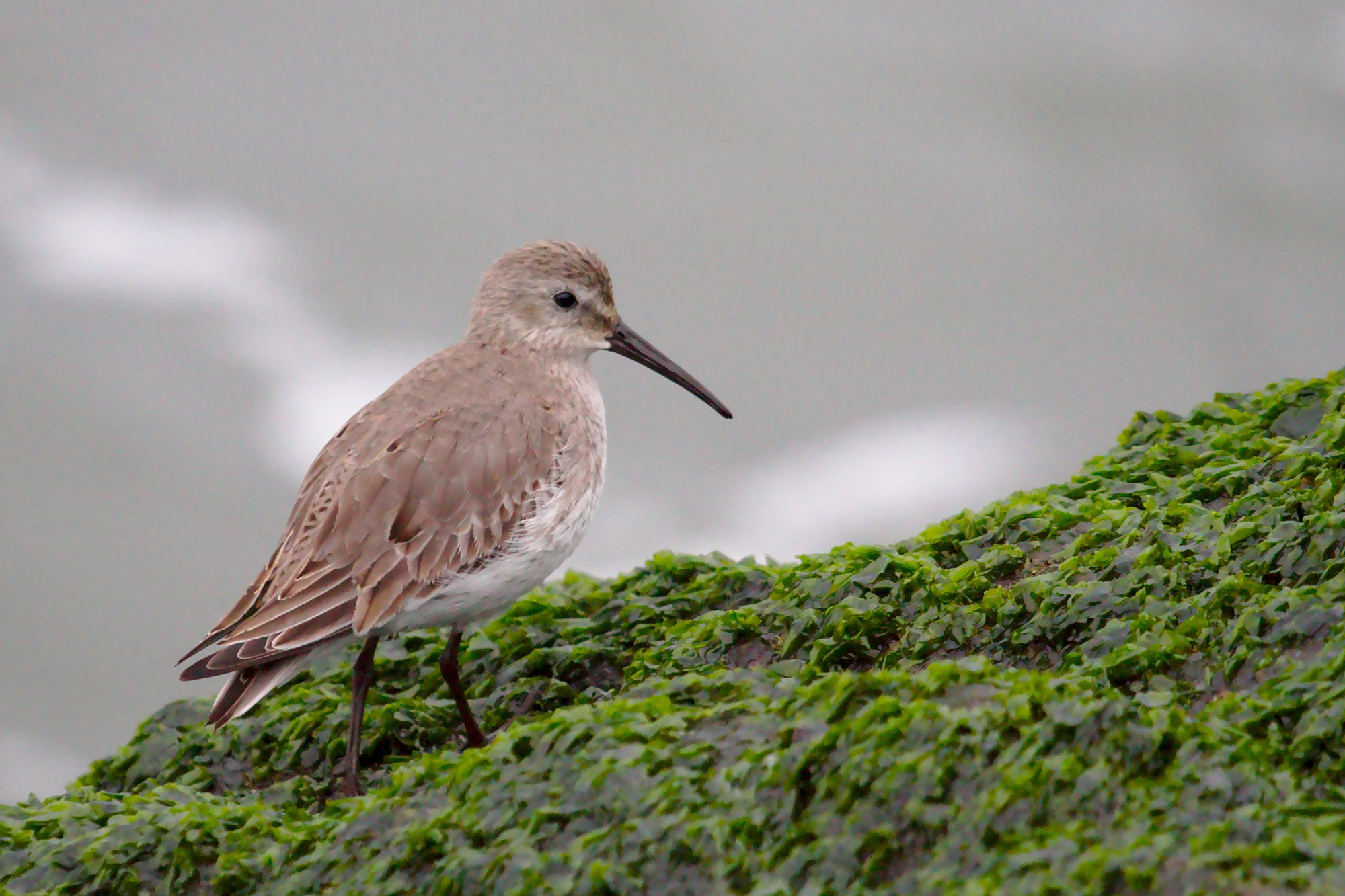 A dunlin in grey winter plumage standing on a rock covered in bright green algae, its long drooping bill in profile.