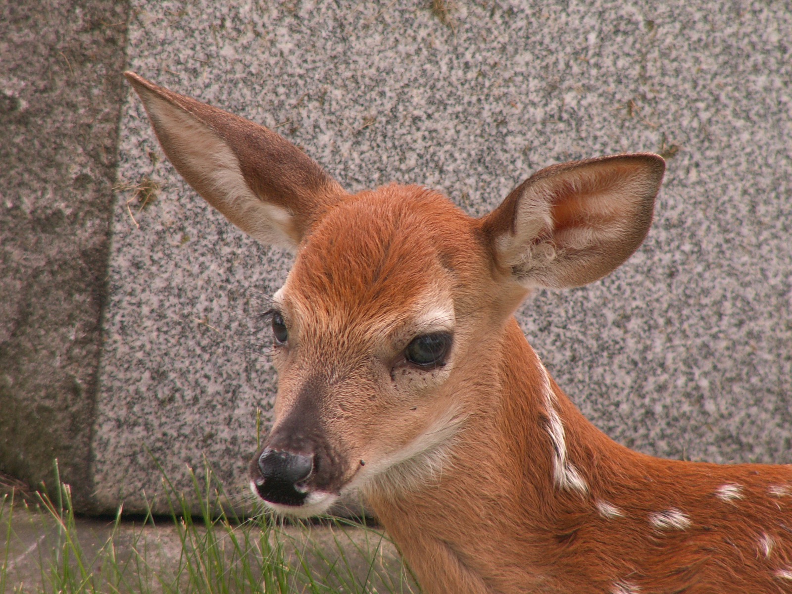 A white-tailed deer fawn lying alone beside a wall, ears up and eyes open, white spots across its flank.