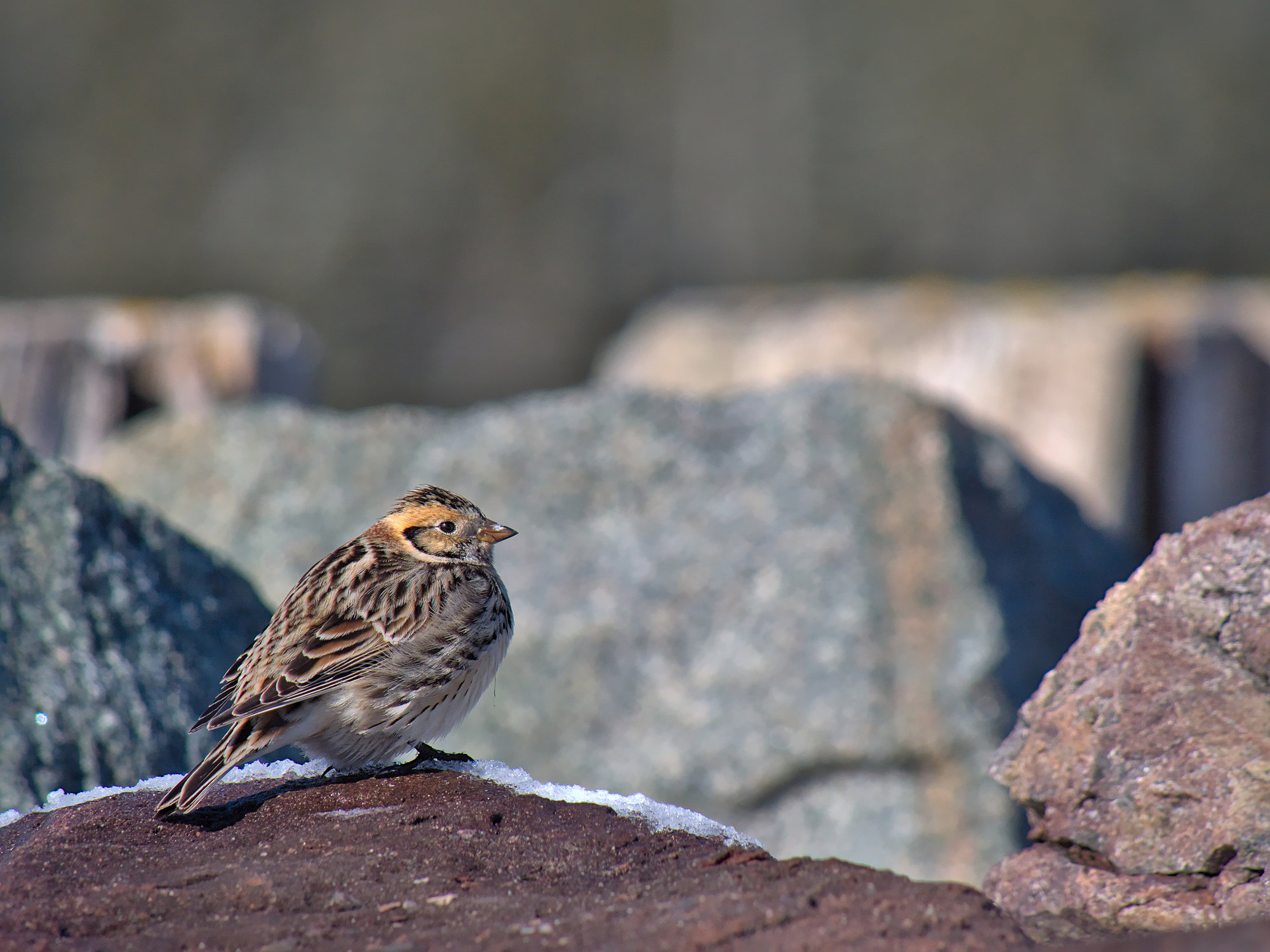 A Lapland longspur in winter plumage resting on a rock, a streaked brown sparrow-like bird with a buff face framed in dark and a rufous patch on its wing.