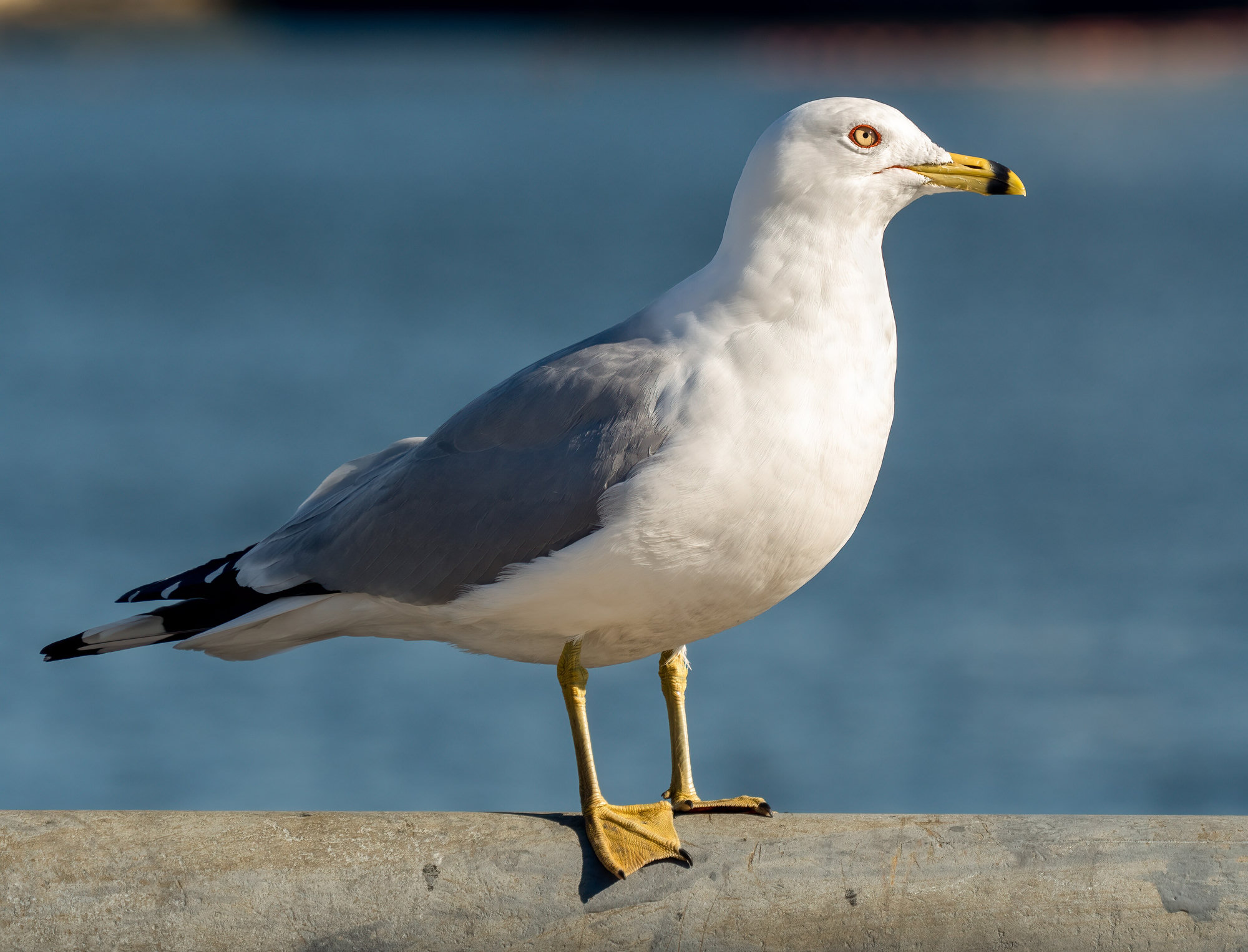 A ring-billed gull standing on a rail against blue water, the black ring on its yellow bill and its yellow legs plain to see.