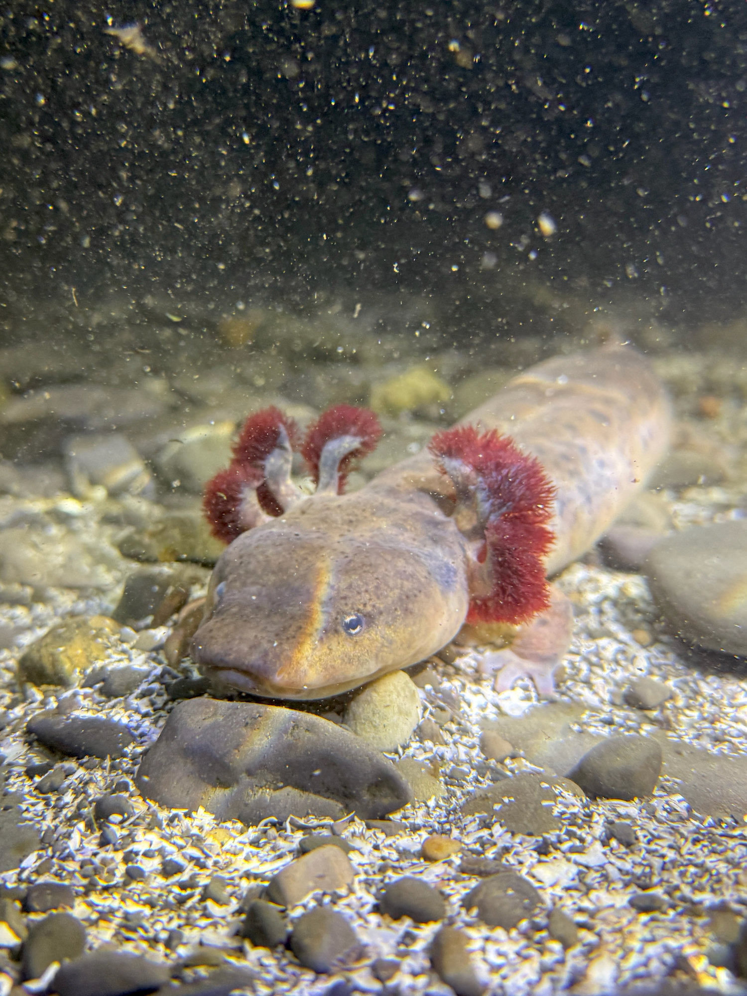 A common mudpuppy resting on a stony riverbed, its bushy dark red gills spread behind its broad, flat head.