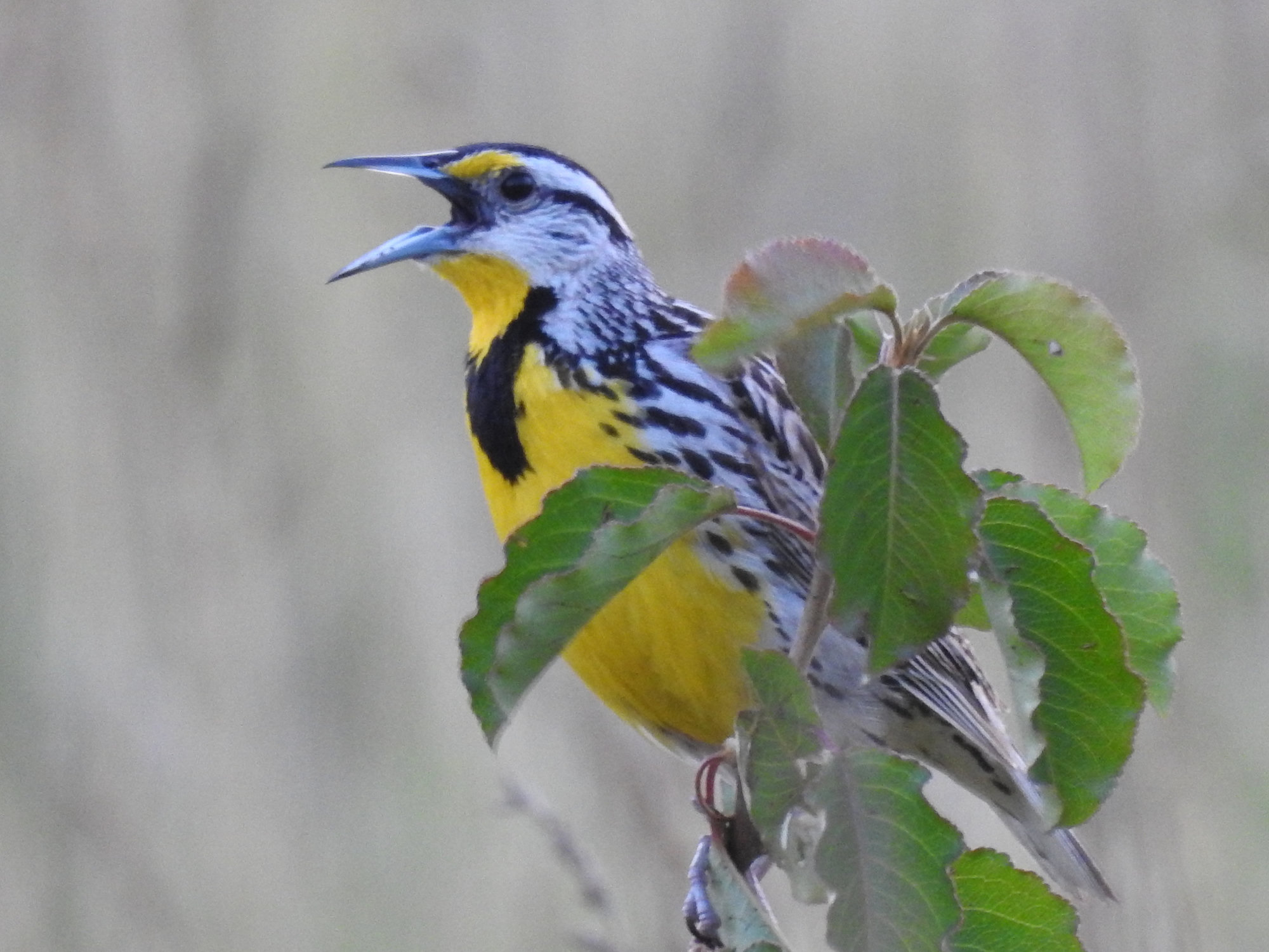 An eastern meadowlark singing from a shrub, with a bright yellow throat and breast crossed by a black V, a striped head and streaked brown upperparts.