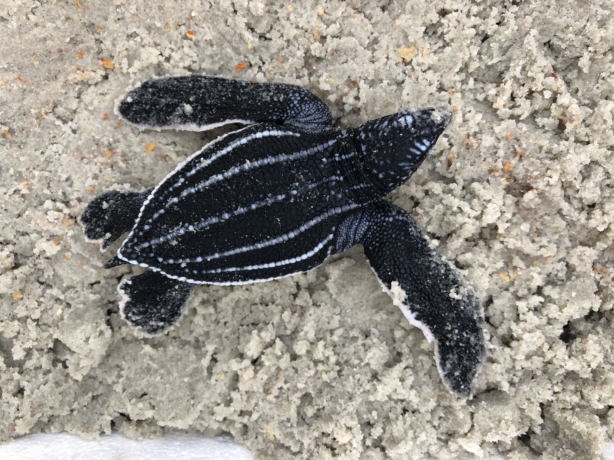 A leatherback sea turtle hatchling crawling over sand, black with fine white ridges running down its back and pale-edged flippers.