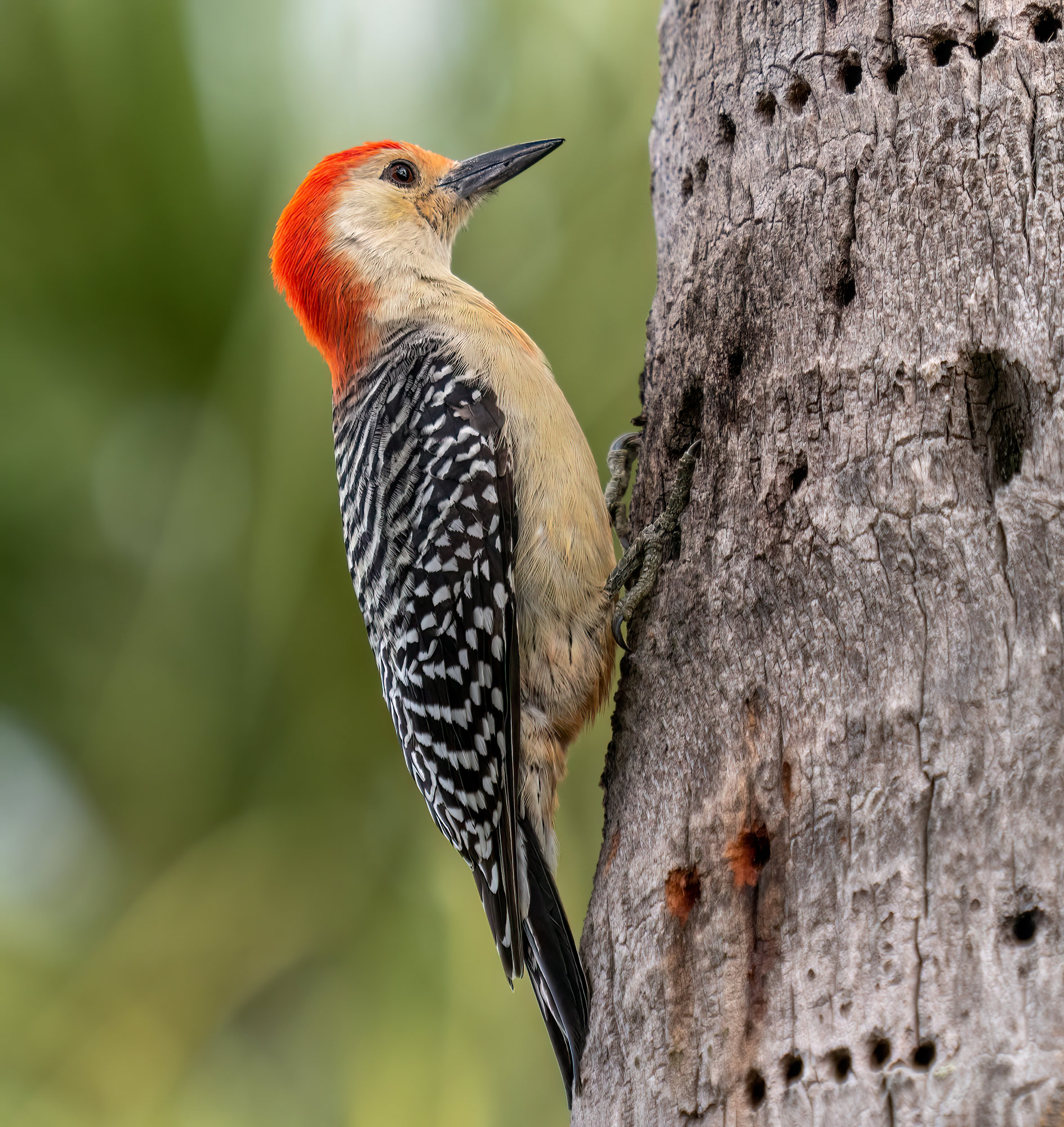 A male red-bellied woodpecker clinging to a tree trunk, with a red cap running from bill to nape, a pale buff face and breast and a black-and-white barred back.
