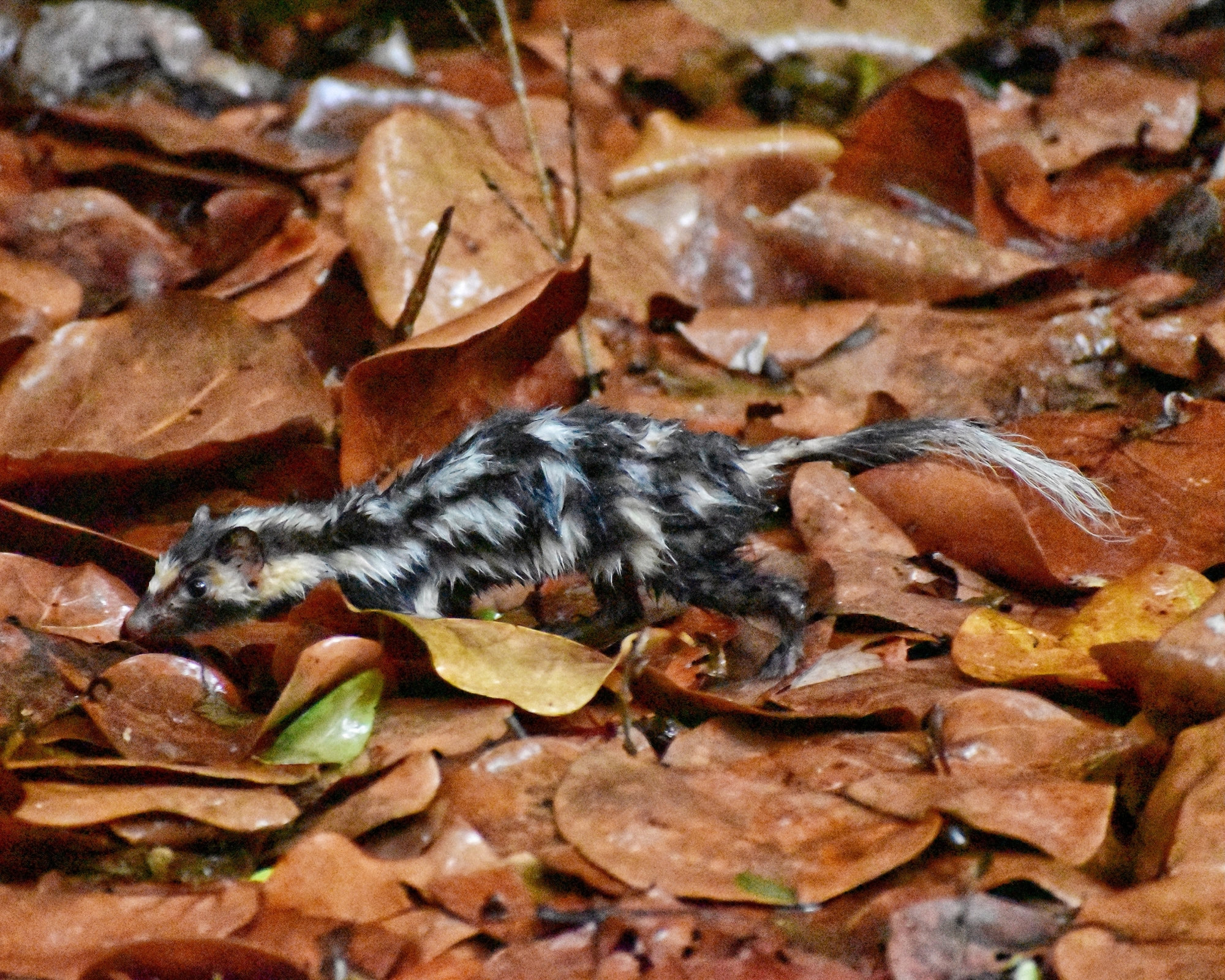 An eastern spotted skunk walking across fallen brown leaves, its black coat broken by wavy white stripes and spots.