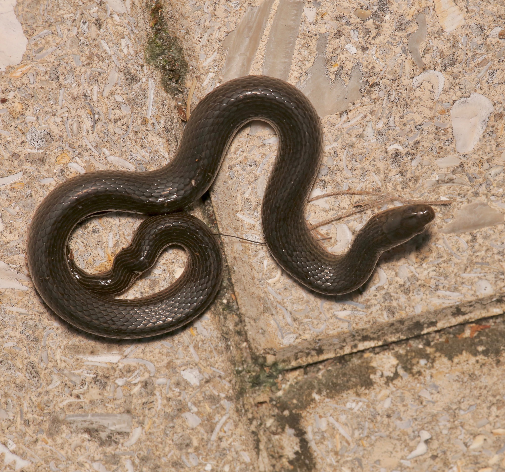 A black swampsnake curled on a sandy path, small and glossy black, with a hint of red along its belly.