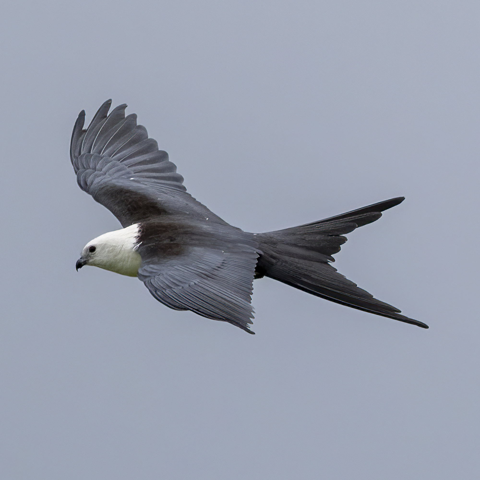 A swallow-tailed kite gliding against a grey sky in Georgia, with a white head and body, black wings and a long, deeply forked black tail.