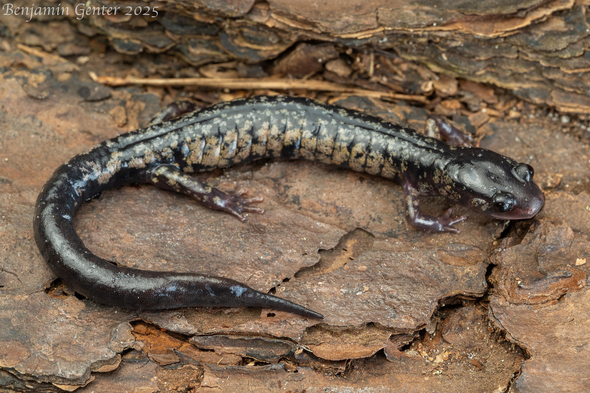 A South Carolina slimy salamander on bark, glossy black with many small silvery spots along its back and sides.