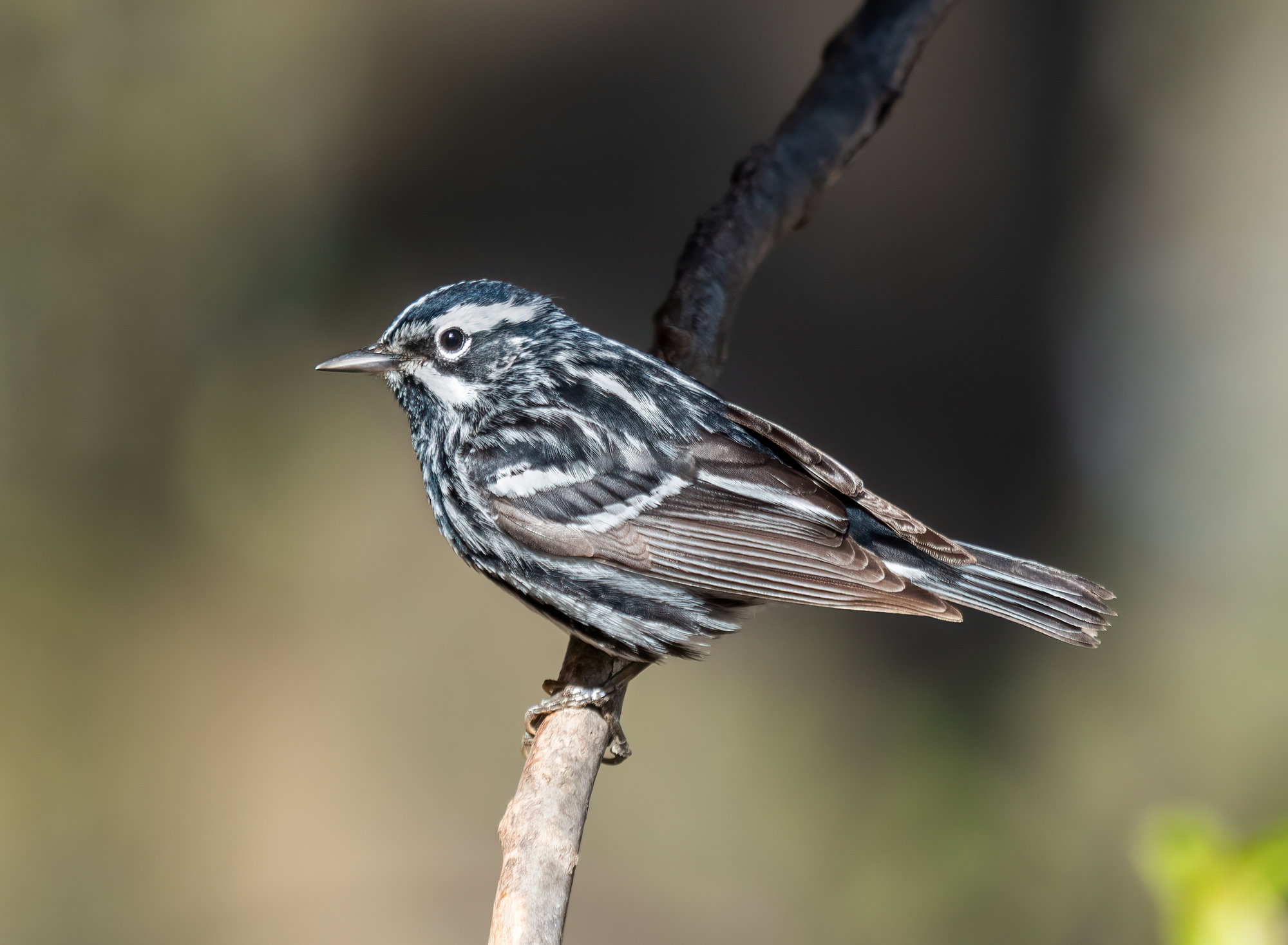 A male black-and-white warbler perched on a twig, boldly striped black and white from crown to tail, with a black cheek and throat.